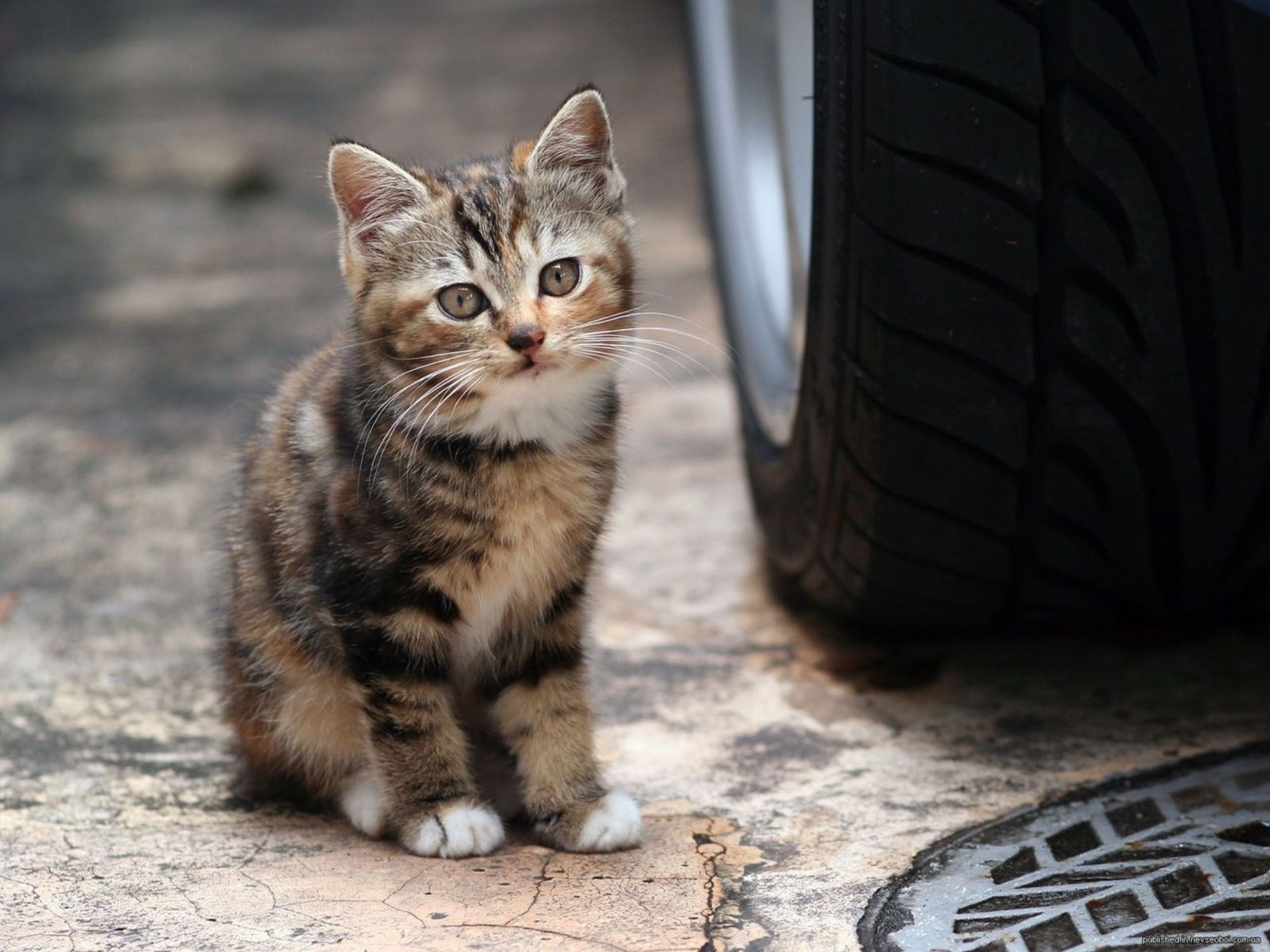 Котята на улице