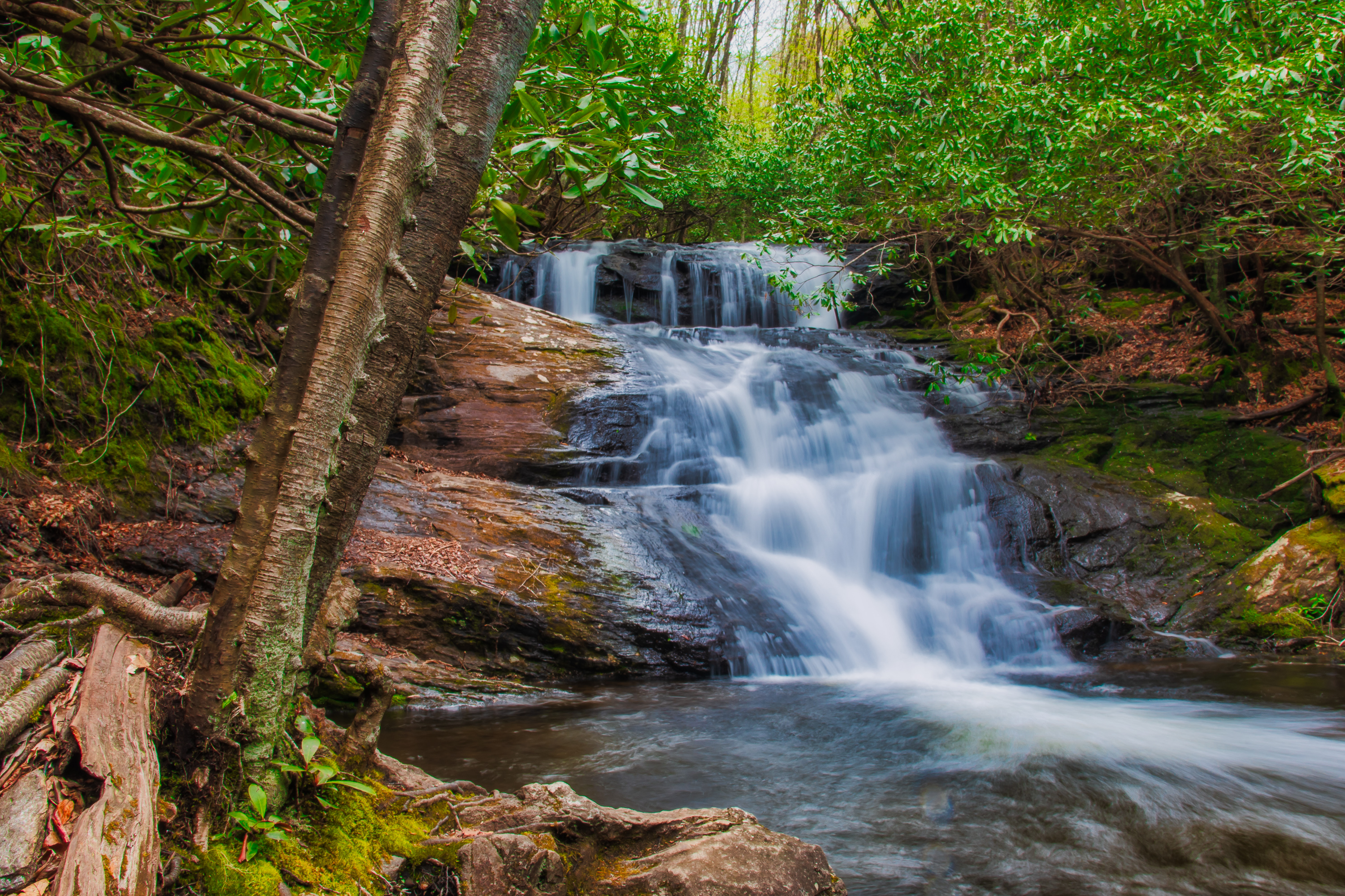 Wallpapers National Forest nature landscape on the desktop