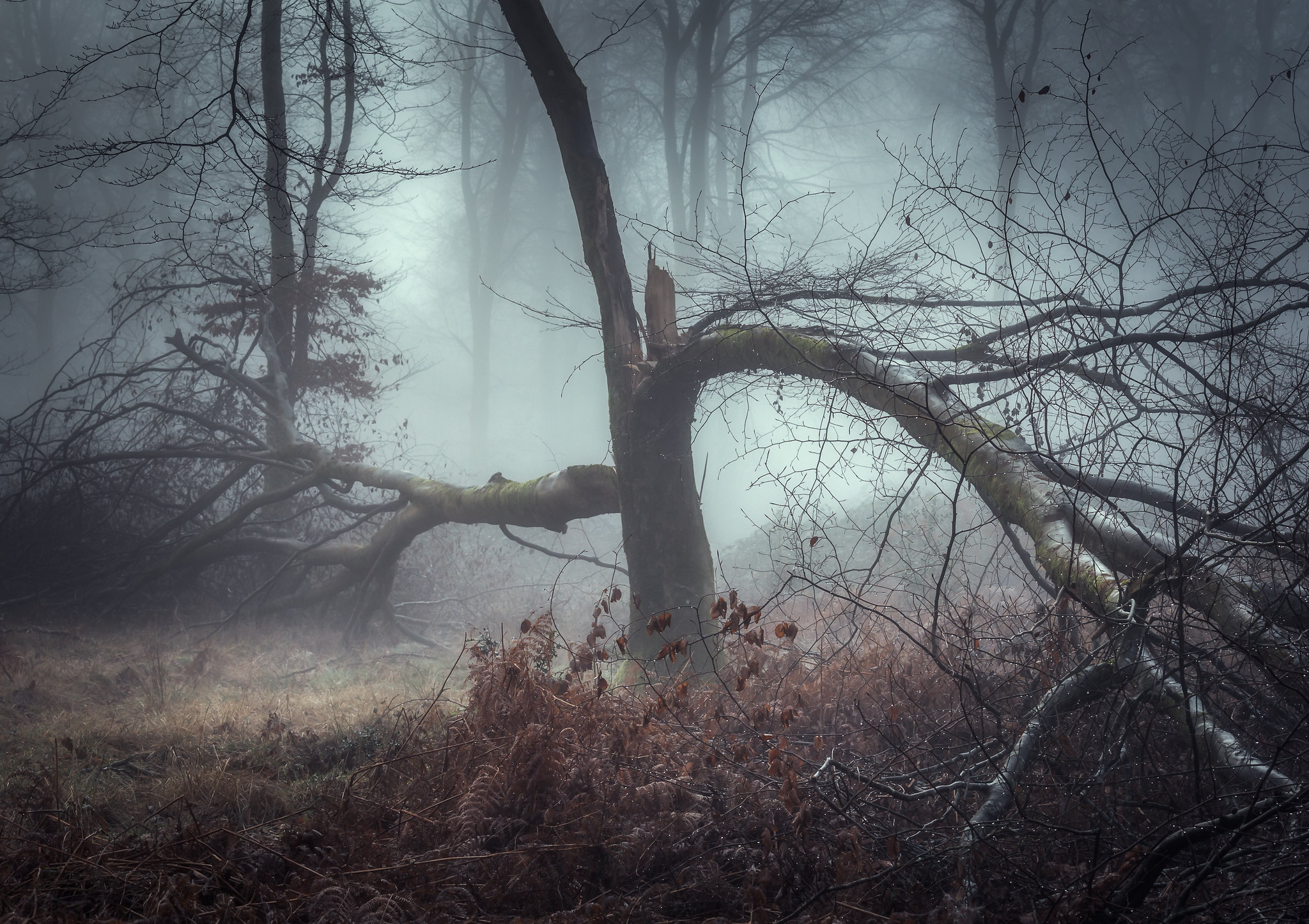 Free photo Lightning struck a tree