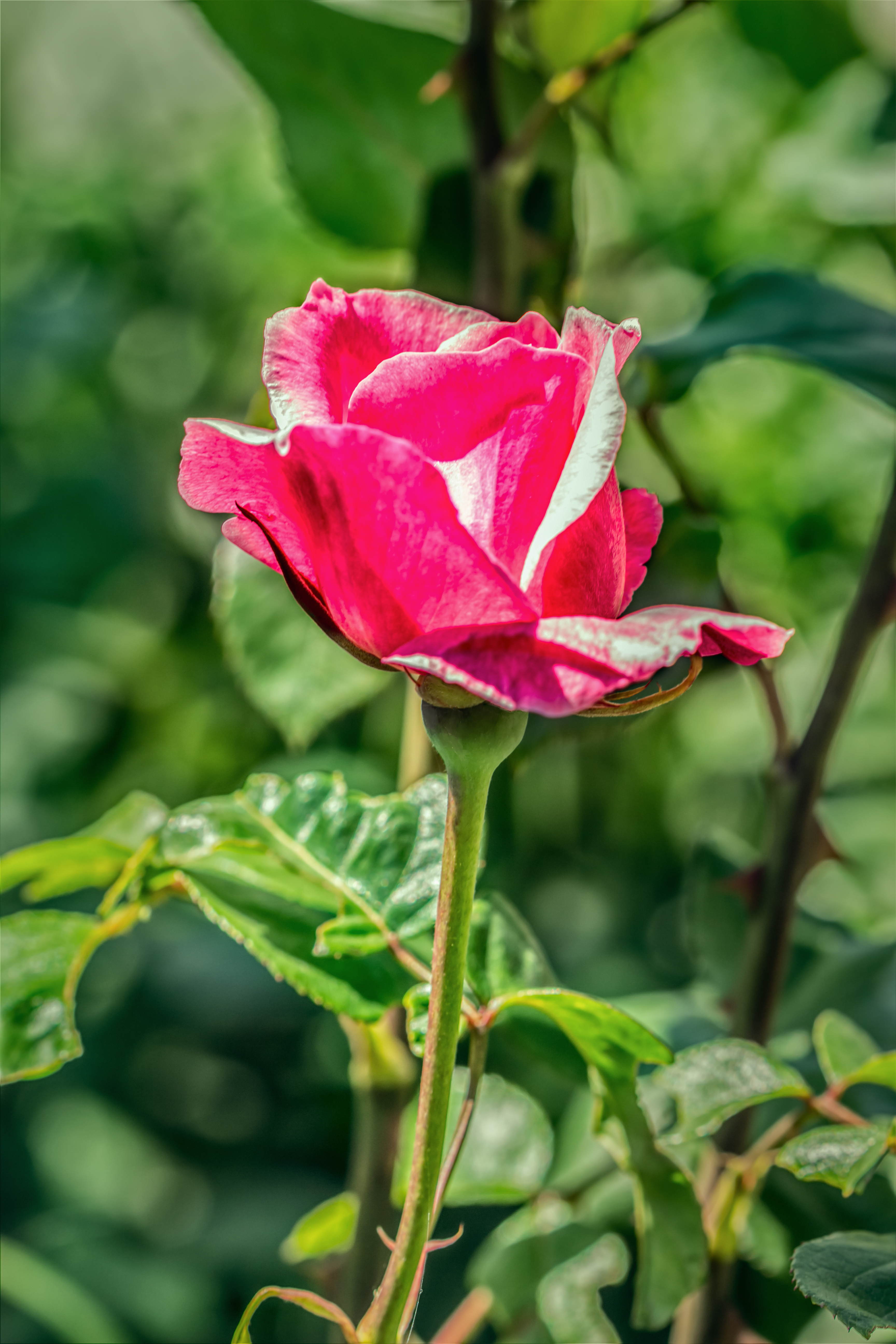 美丽的花朵玫瑰