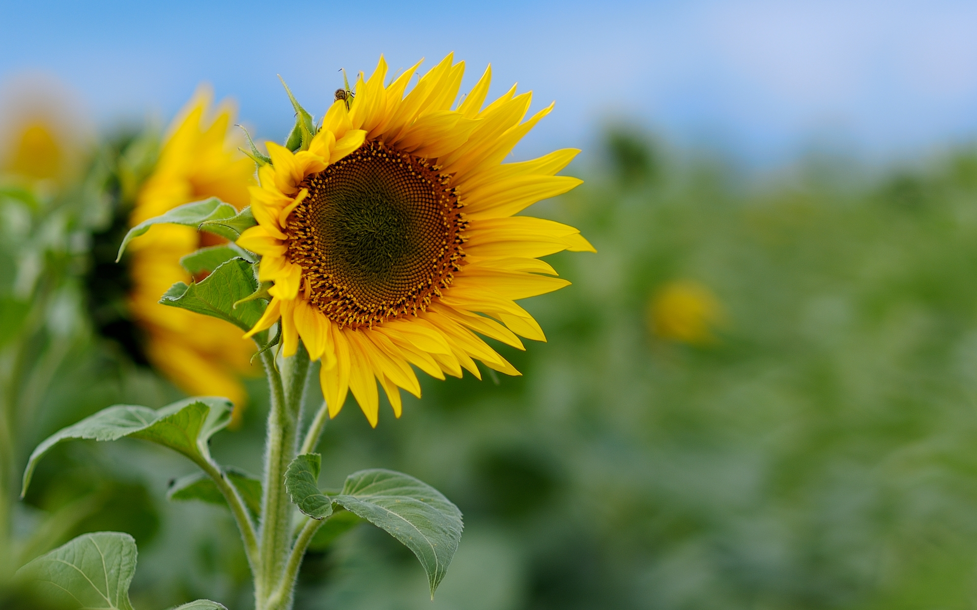 Free photo Sunflowers in a large field