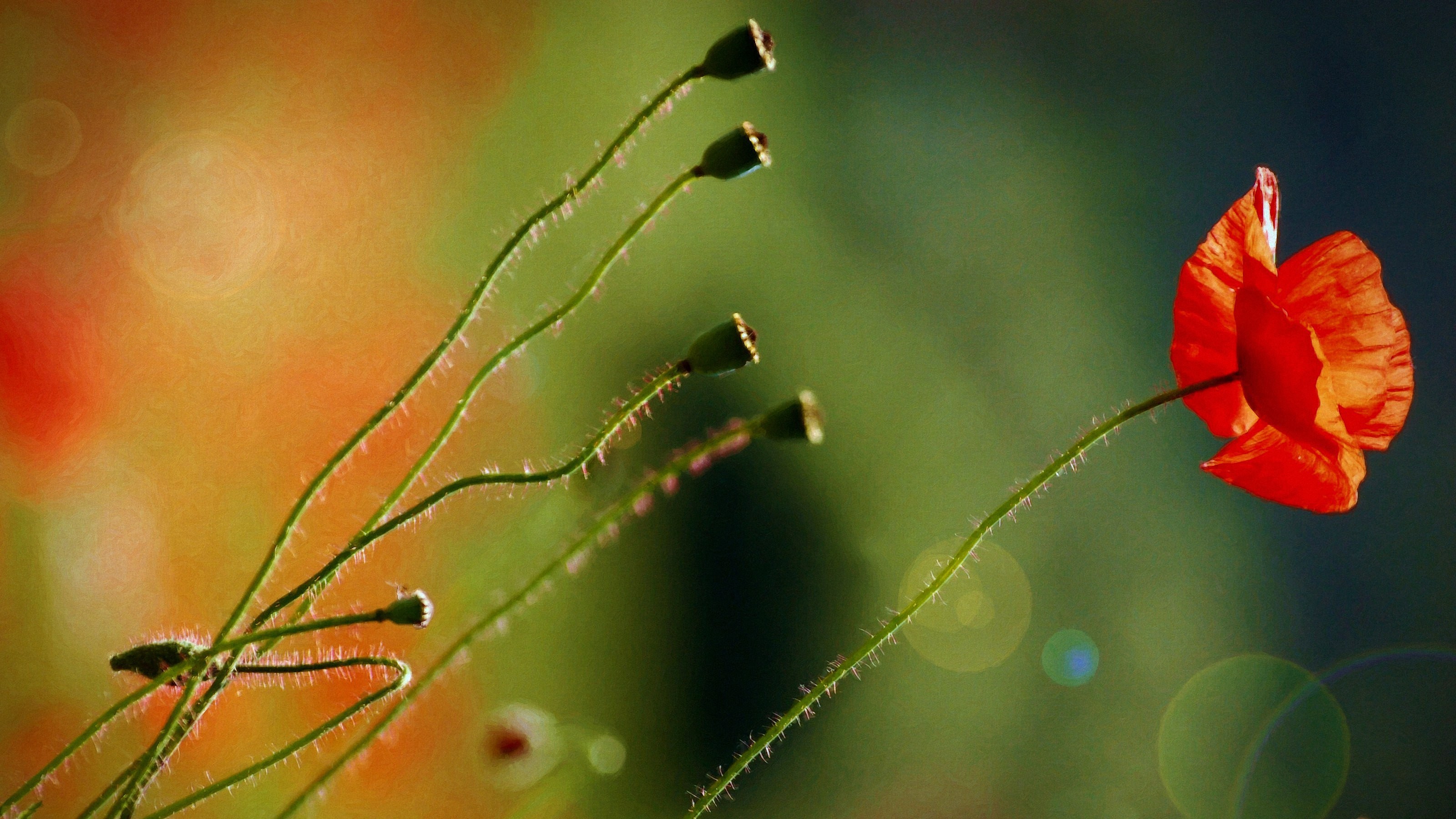 Wallpapers sunlight flowers nature on the desktop