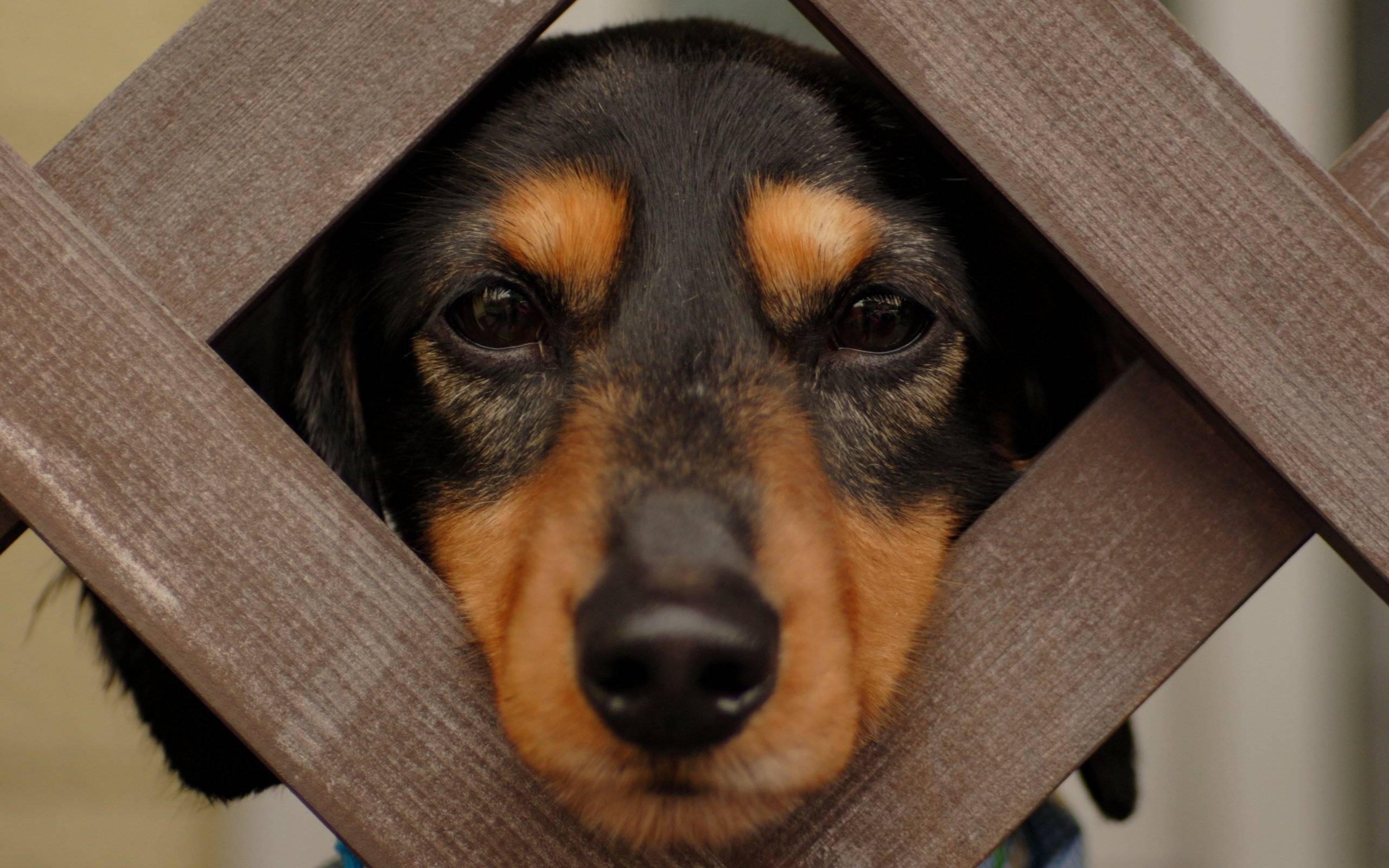 Wallpapers dachshund muzzle fence on the desktop