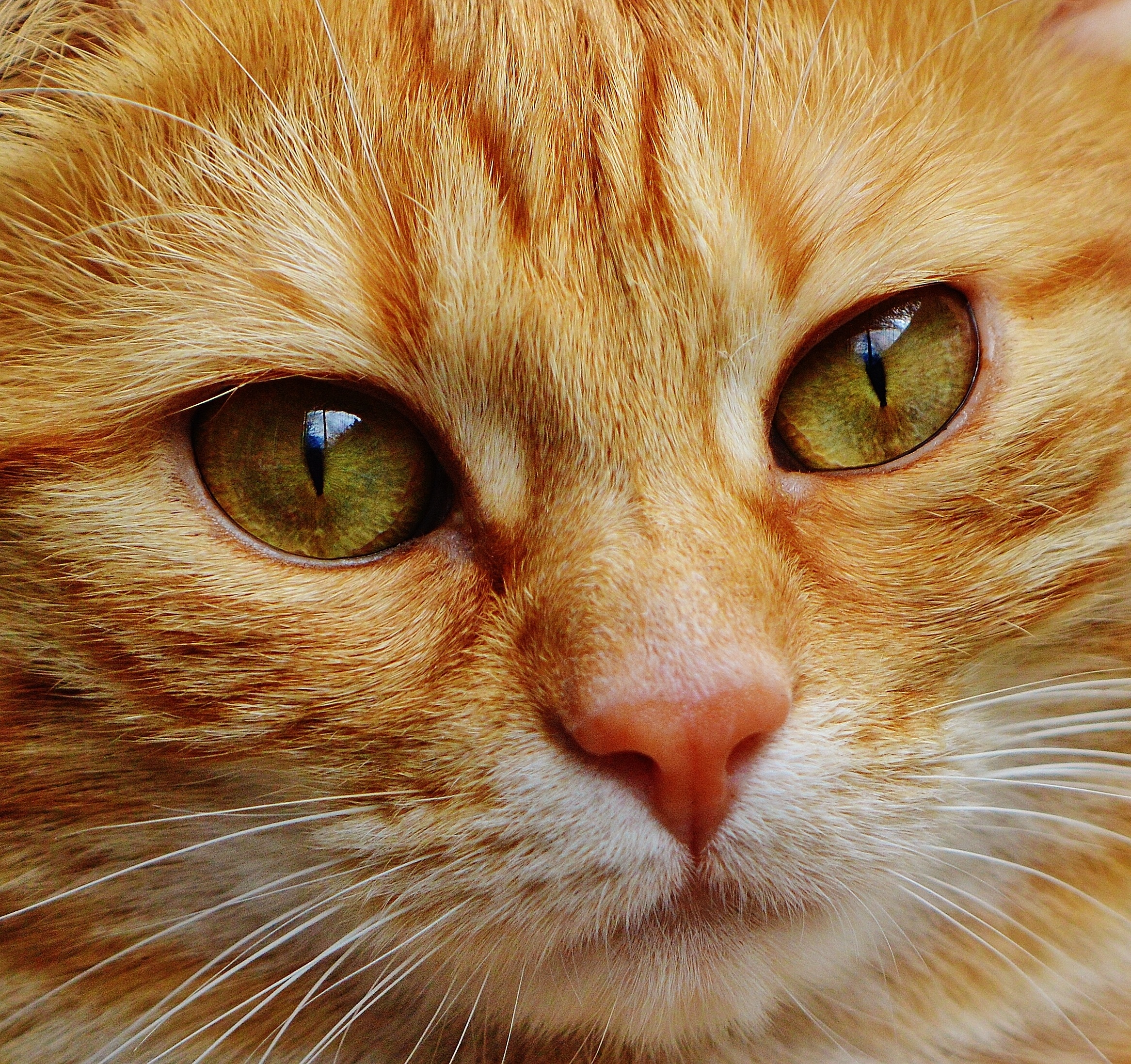 Free photo The muzzle of a ginger kitten