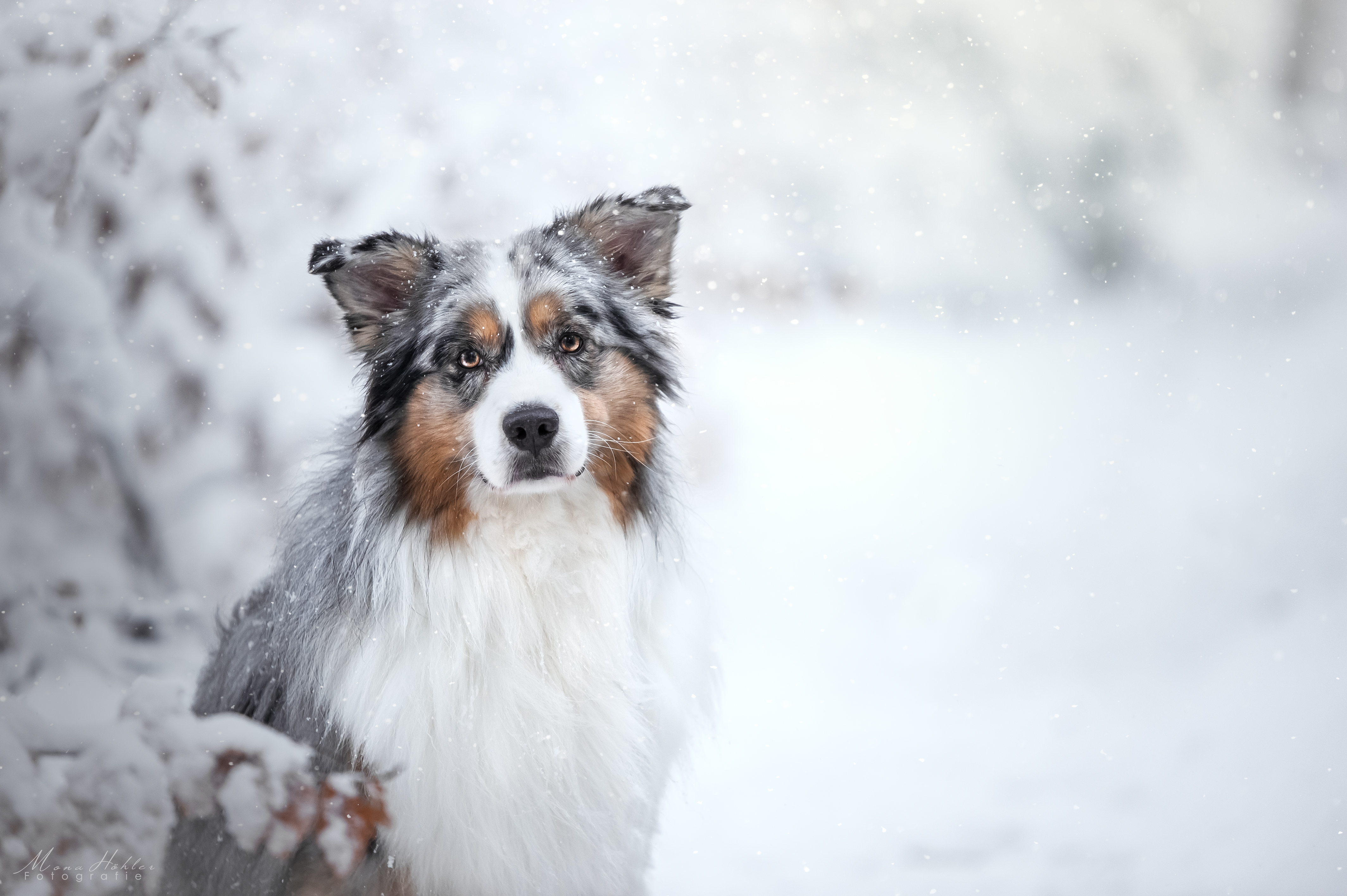 Wallpapers australian shepherd dog pet on the desktop