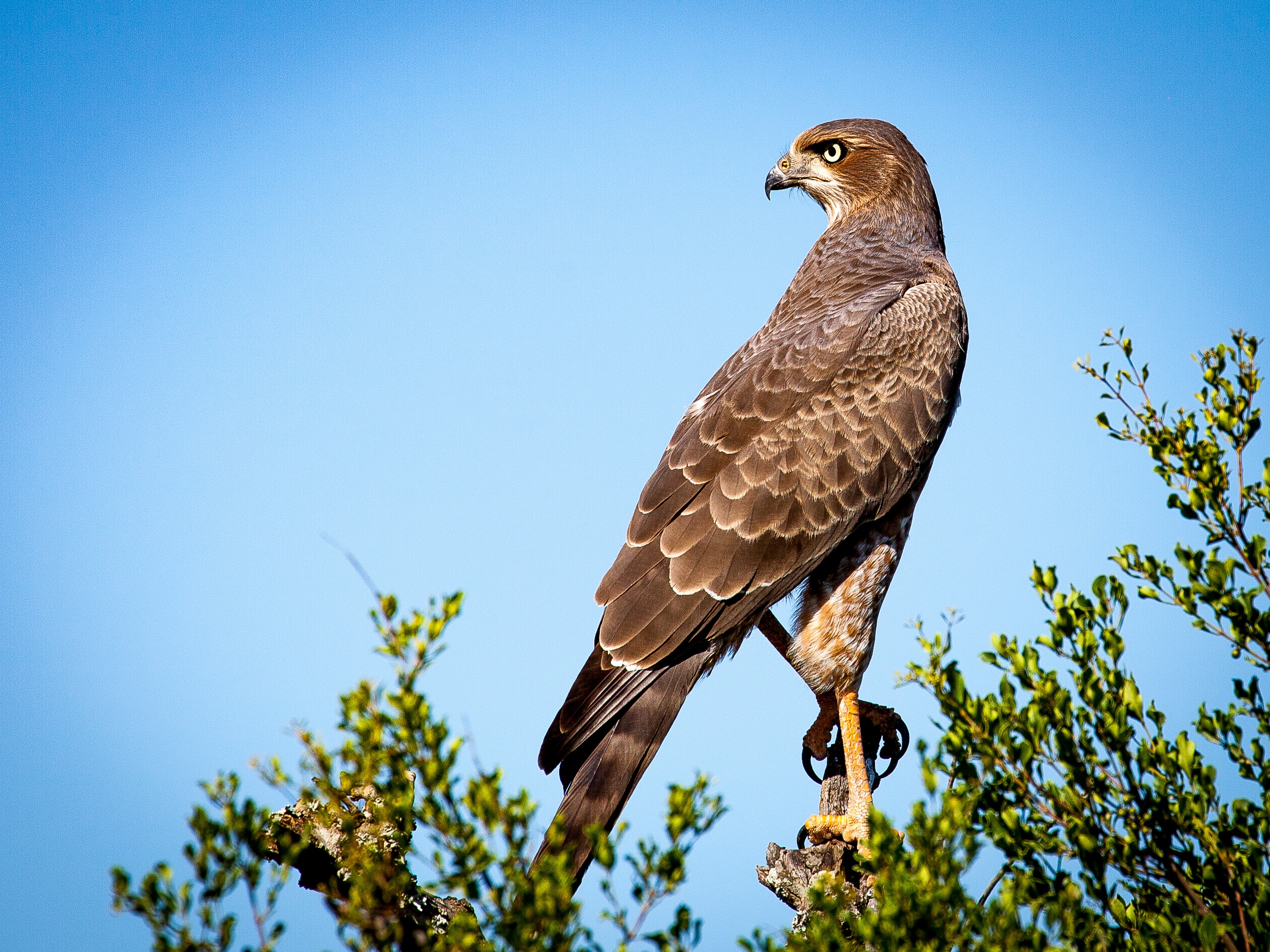 Free photo A South African falcon sits in a tree