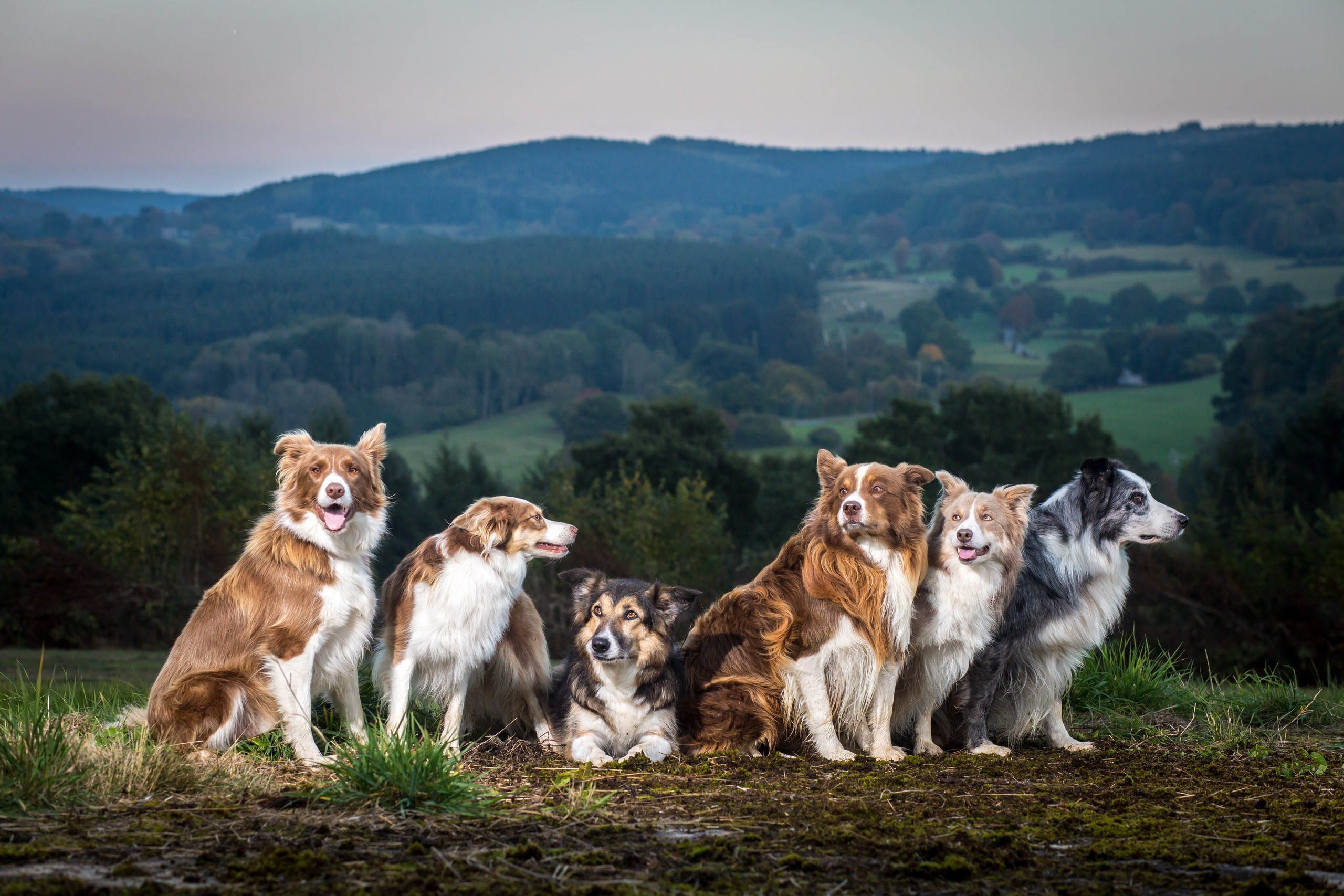 Free photo Pedigree dogs against the mountains