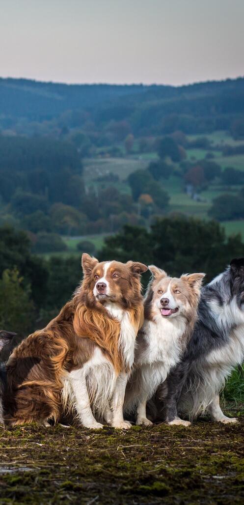Бесплатное фото Породистые собаки на фоне гор