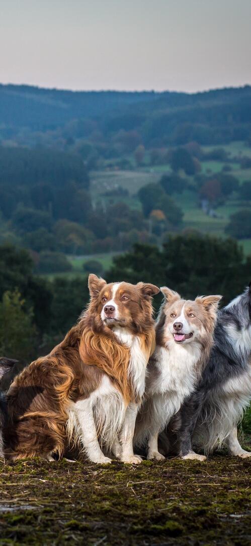 Бесплатное фото Породистые собаки на фоне гор