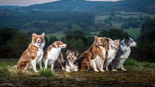 Бесплатное фото Породистые собаки на фоне гор