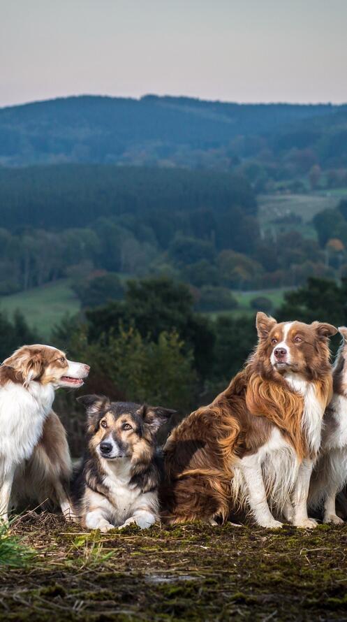 Бесплатное фото Породистые собаки на фоне гор