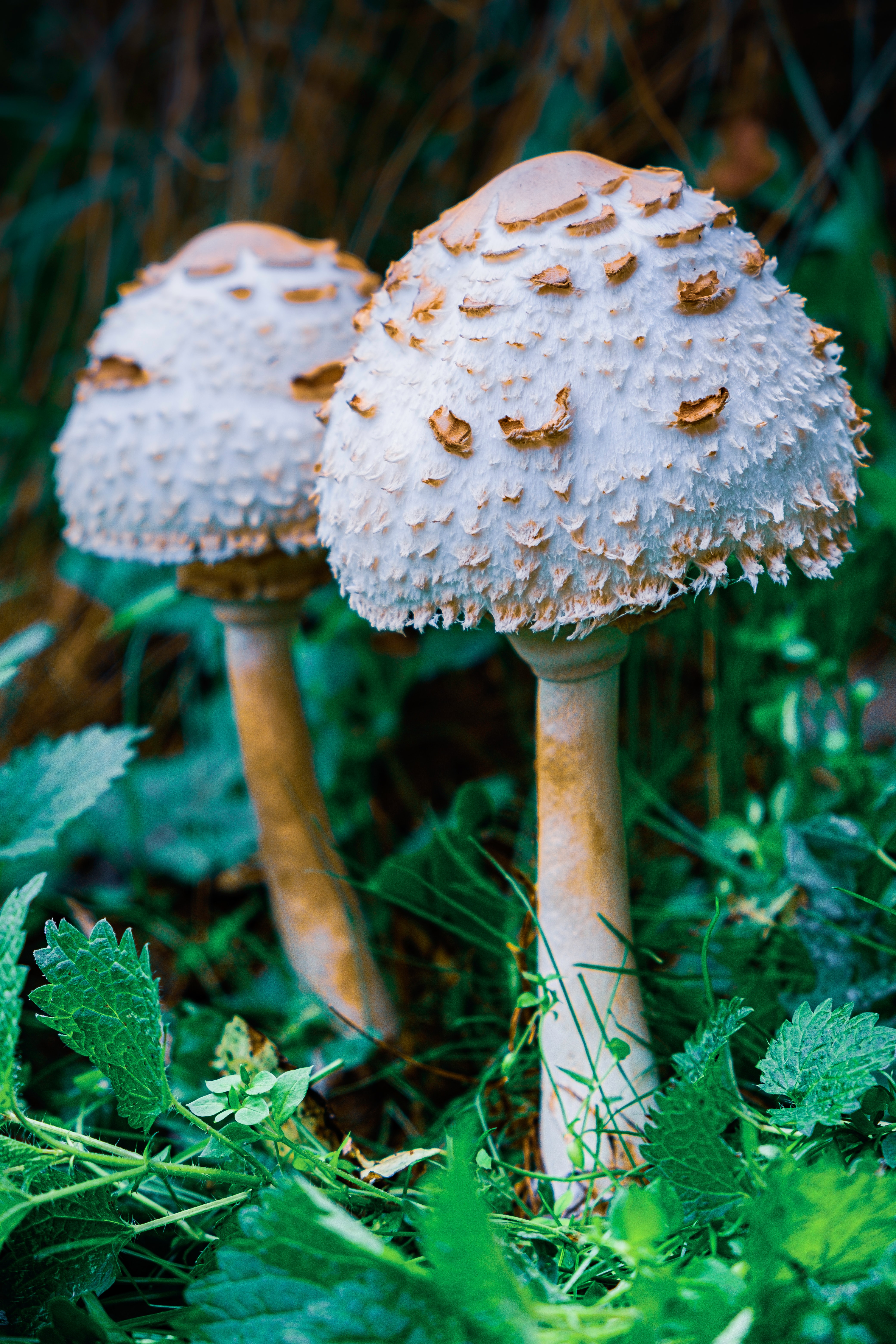 Wallpapers mushroom umbrella grass on the desktop