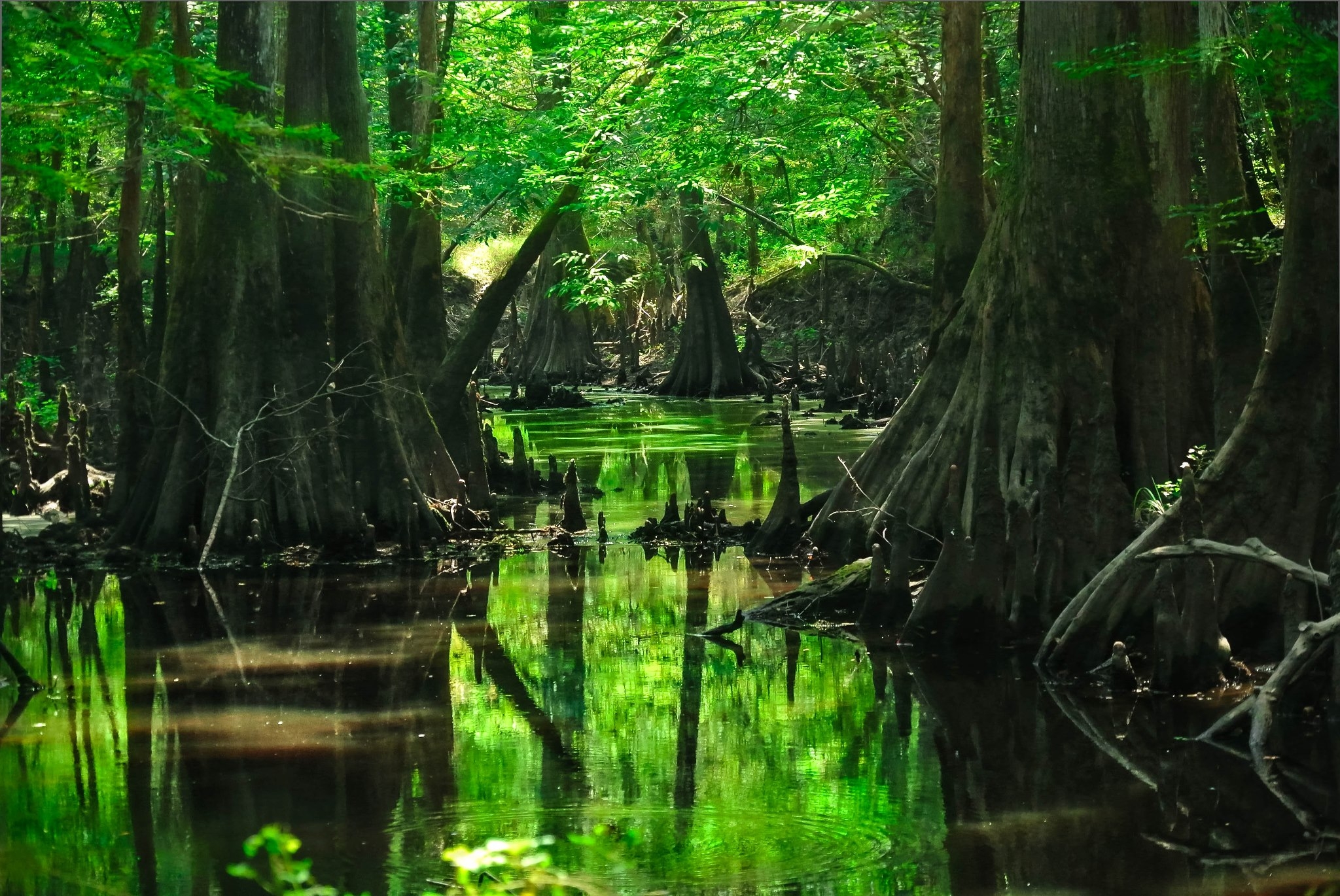 Бесплатное фото Река затопила джунгли