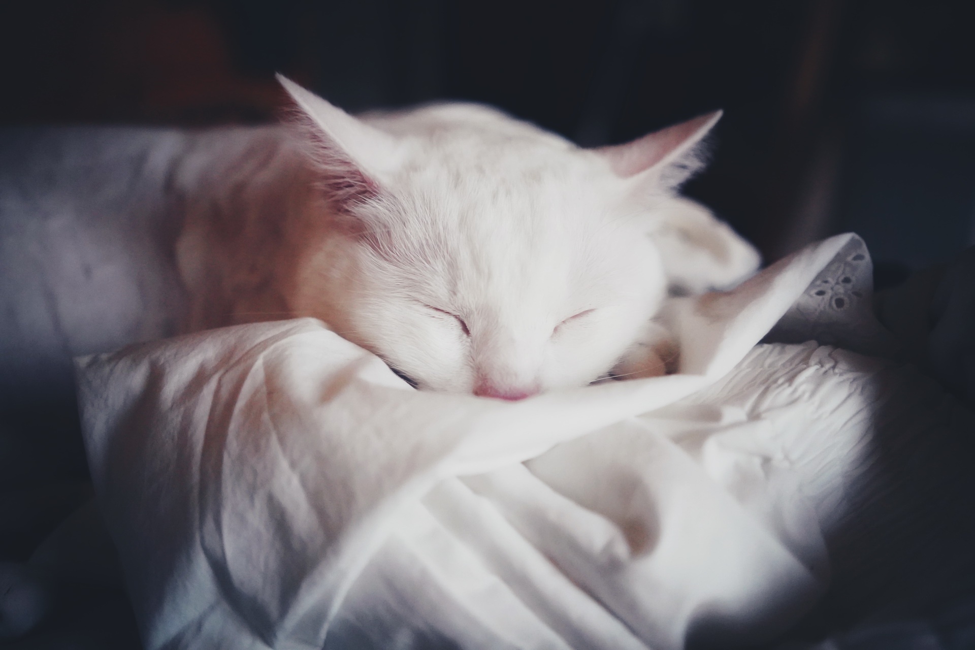 Обои обои милая белая кошка спать aww на рабочий стол