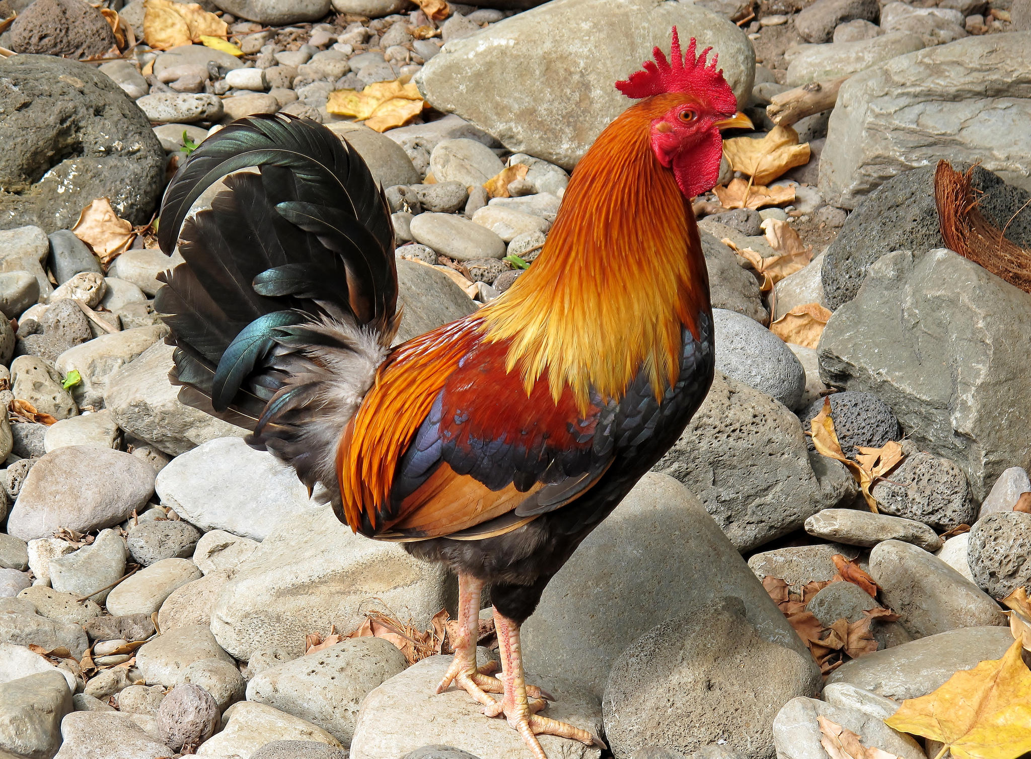 Free photo Images on the theme of 2017 red fire rooster, rooster symbol of 2017