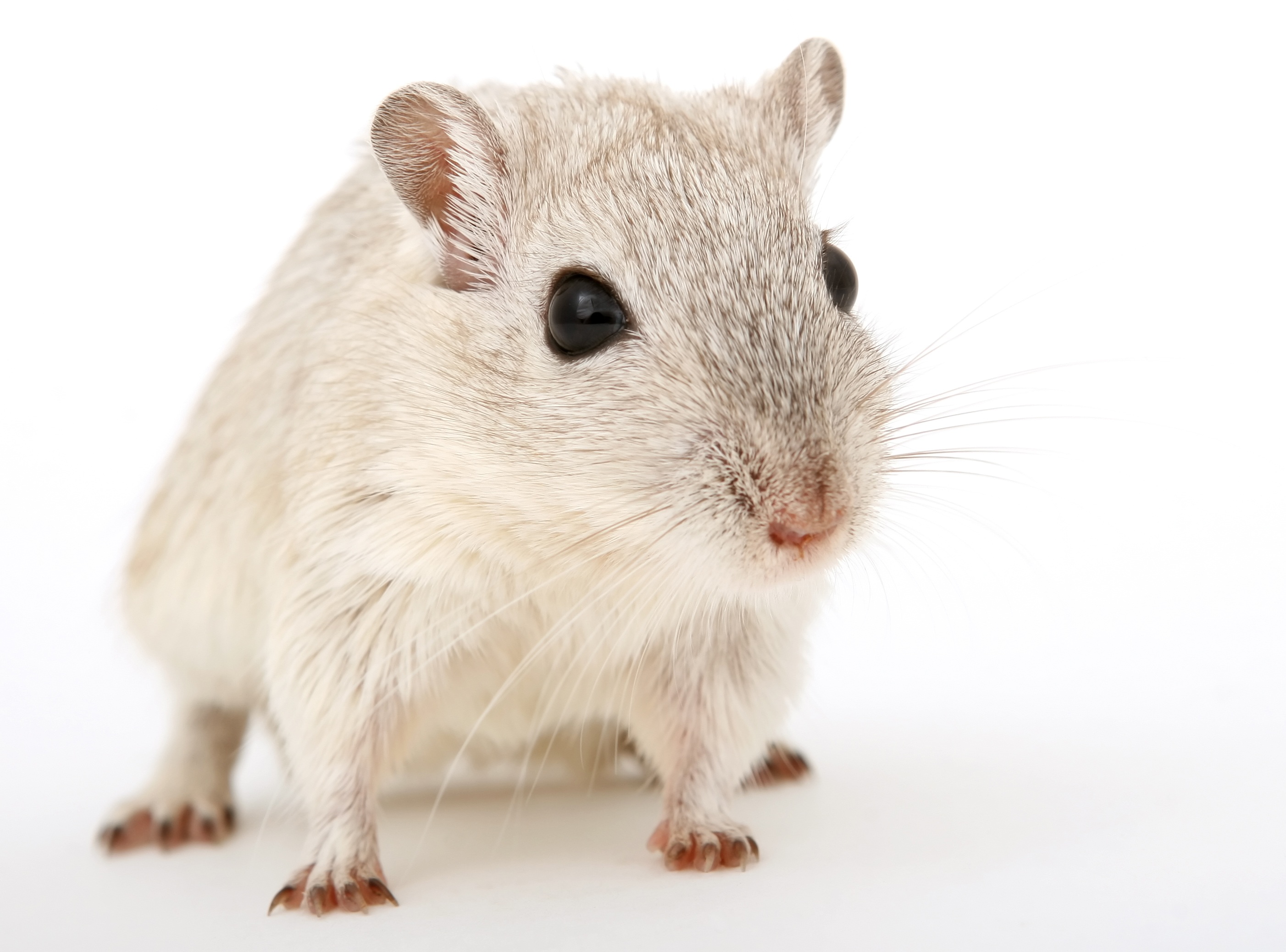 Free photo White rat on white background