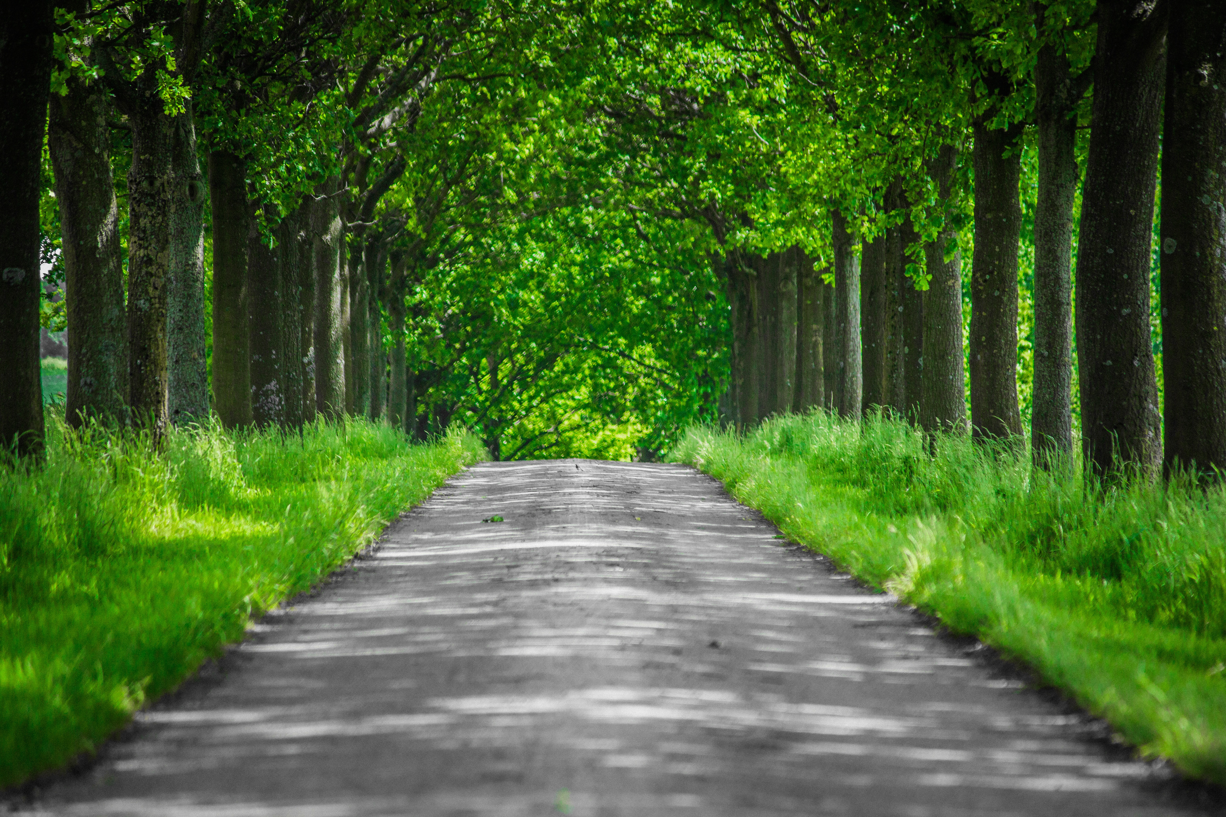 Free photo Summer alley with old trees