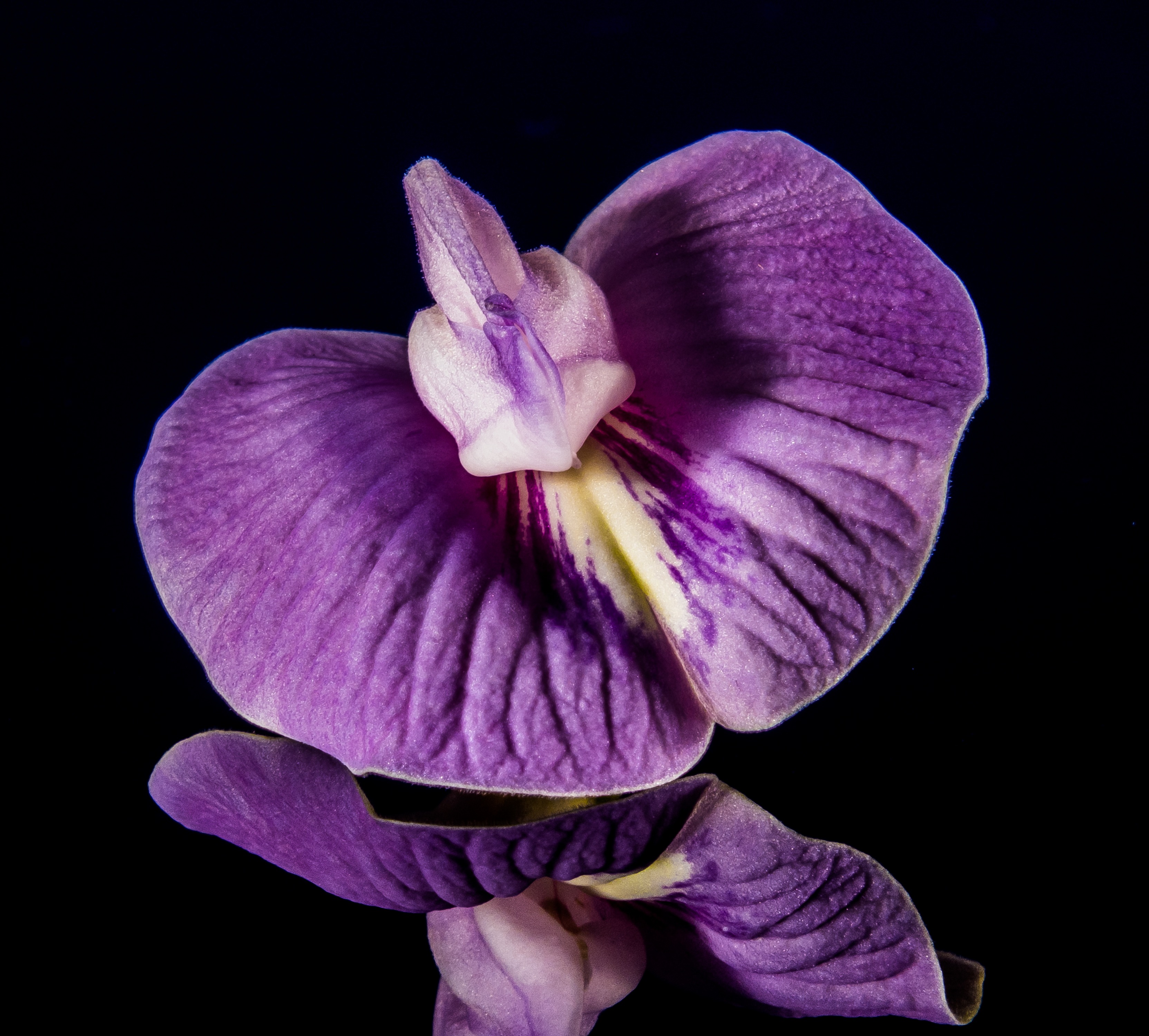 Бесплатное фото Фиолетовый цветочек с большими лепестками