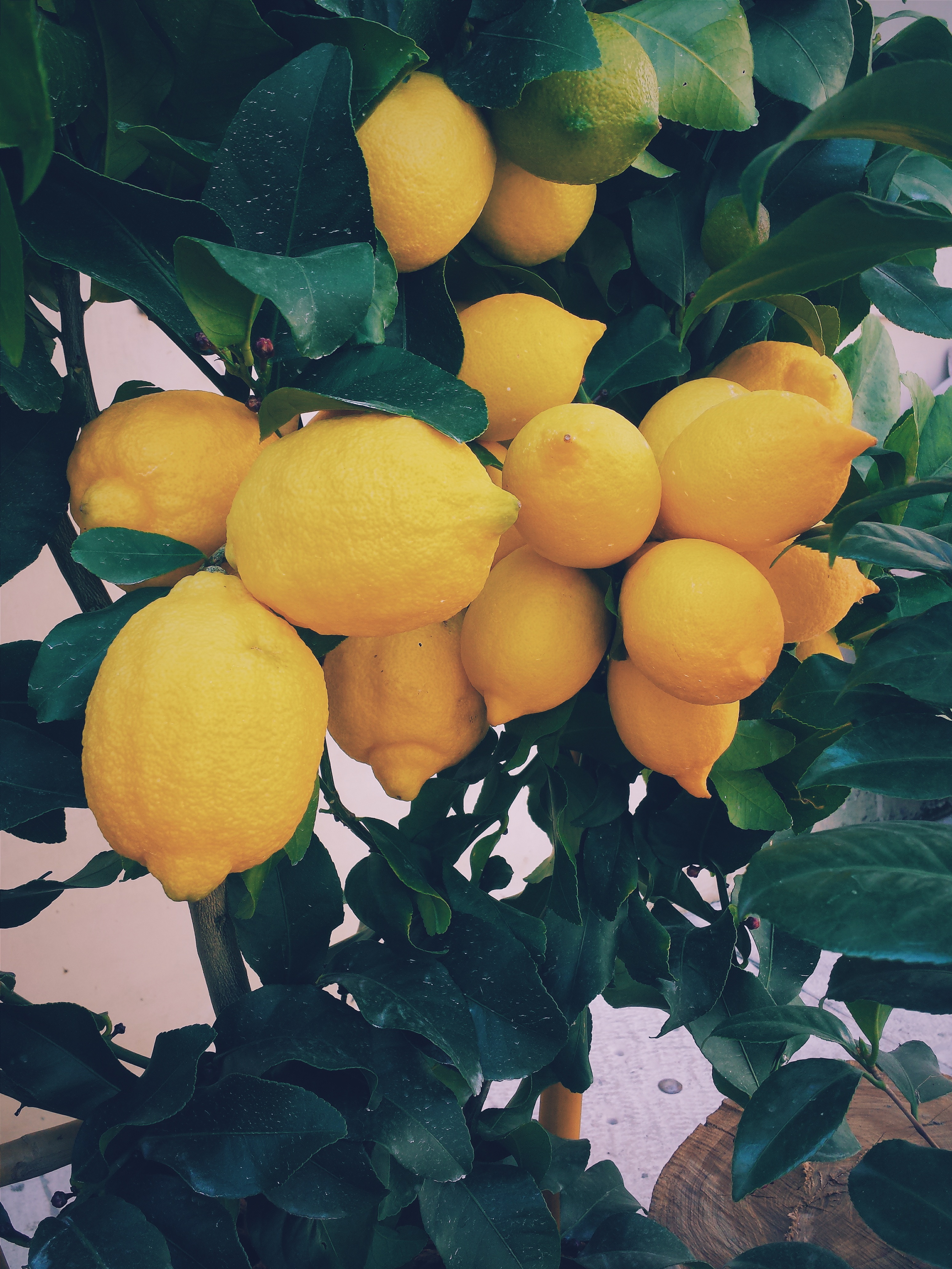 树上成熟的柠檬