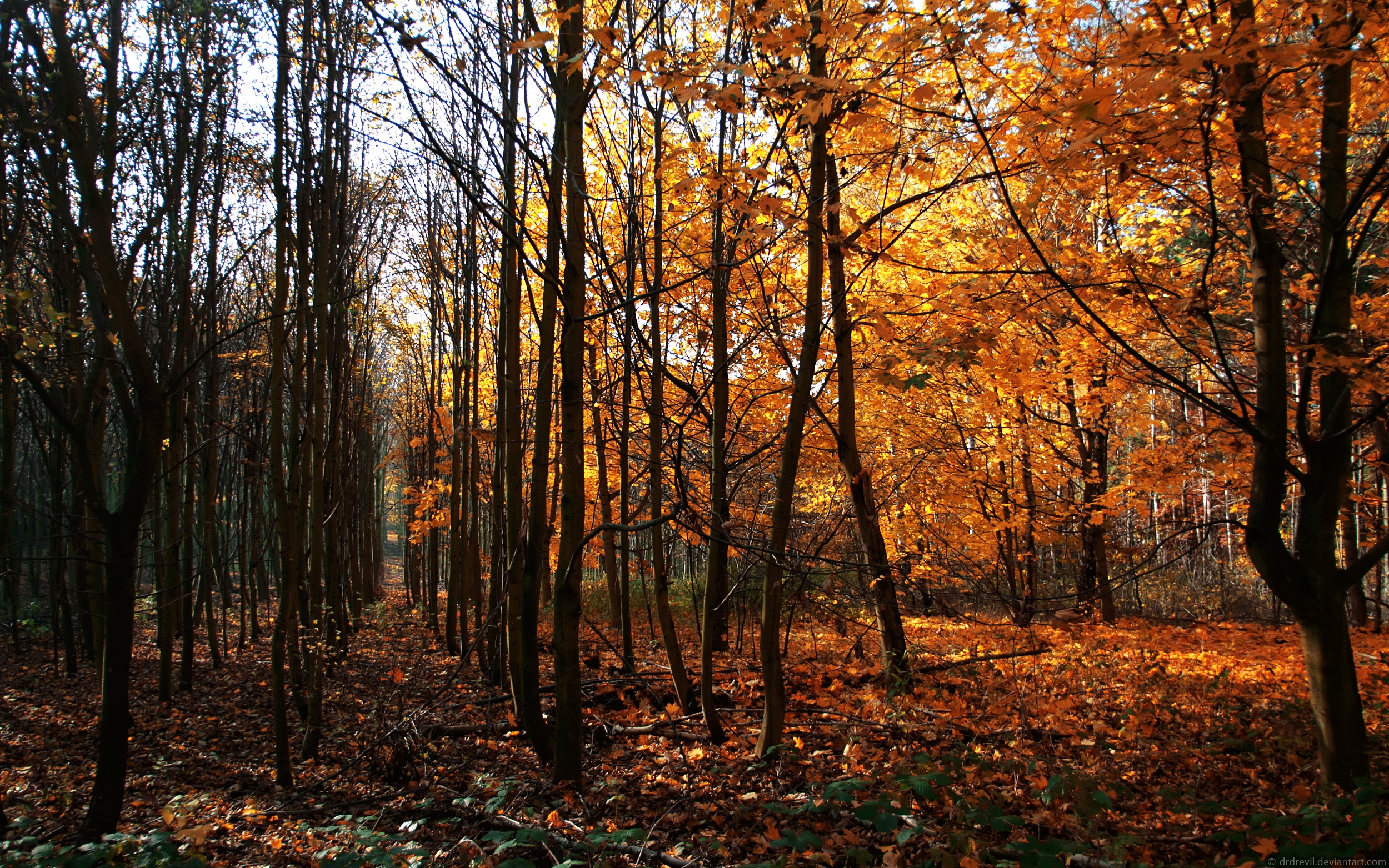 Wallpapers wood young growth autumn on the desktop