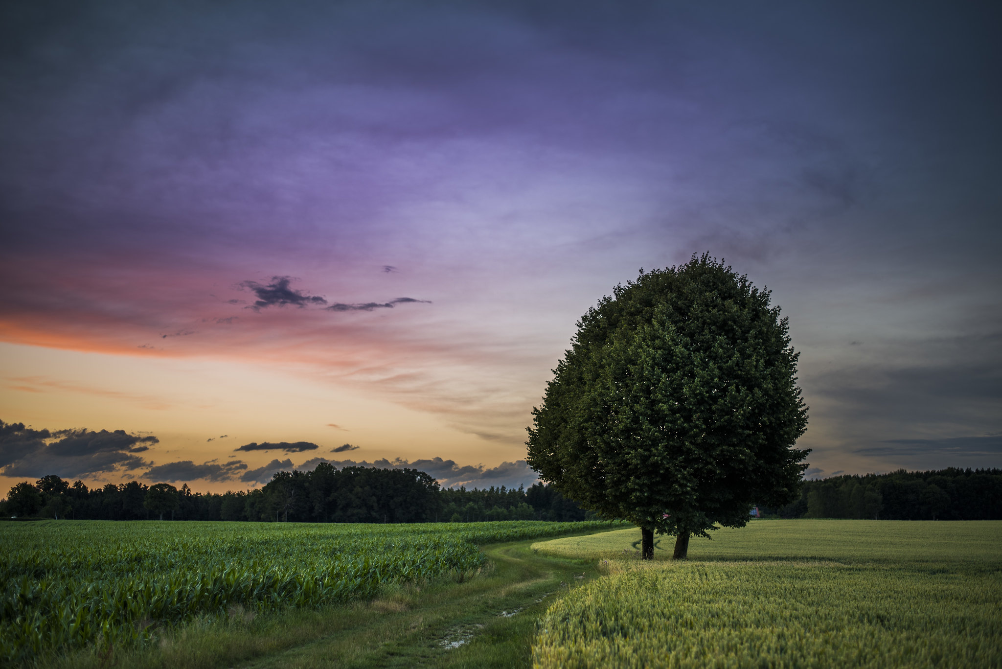 Free photo View photo sky, tree