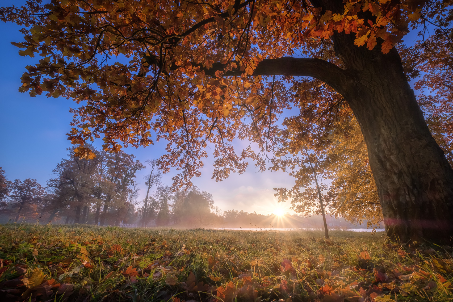 Wallpapers Golden autumn in Tsarskoye Selo Russia St Petersburg on the desktop