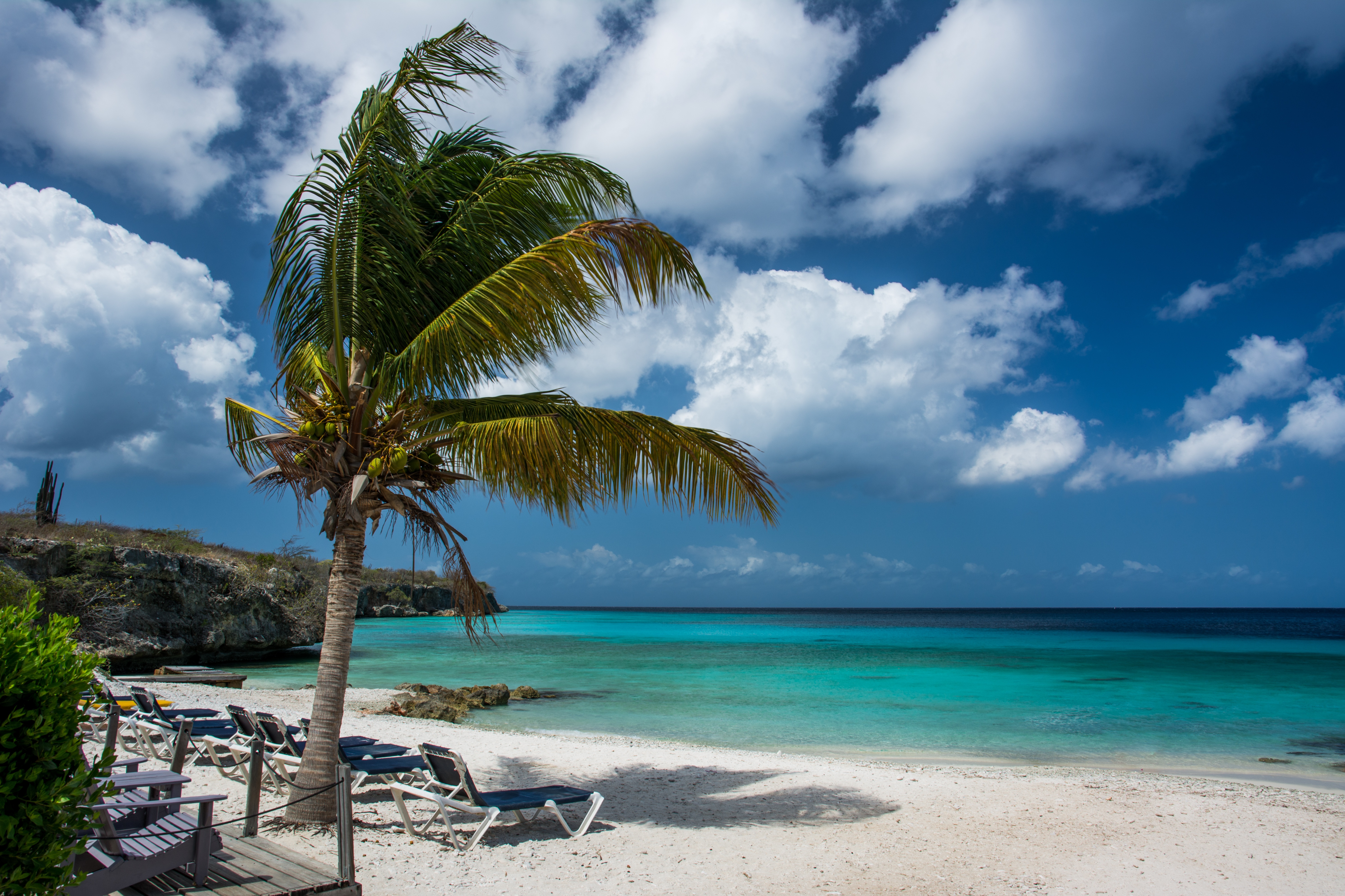 Free photo Beach with palm trees by the sea