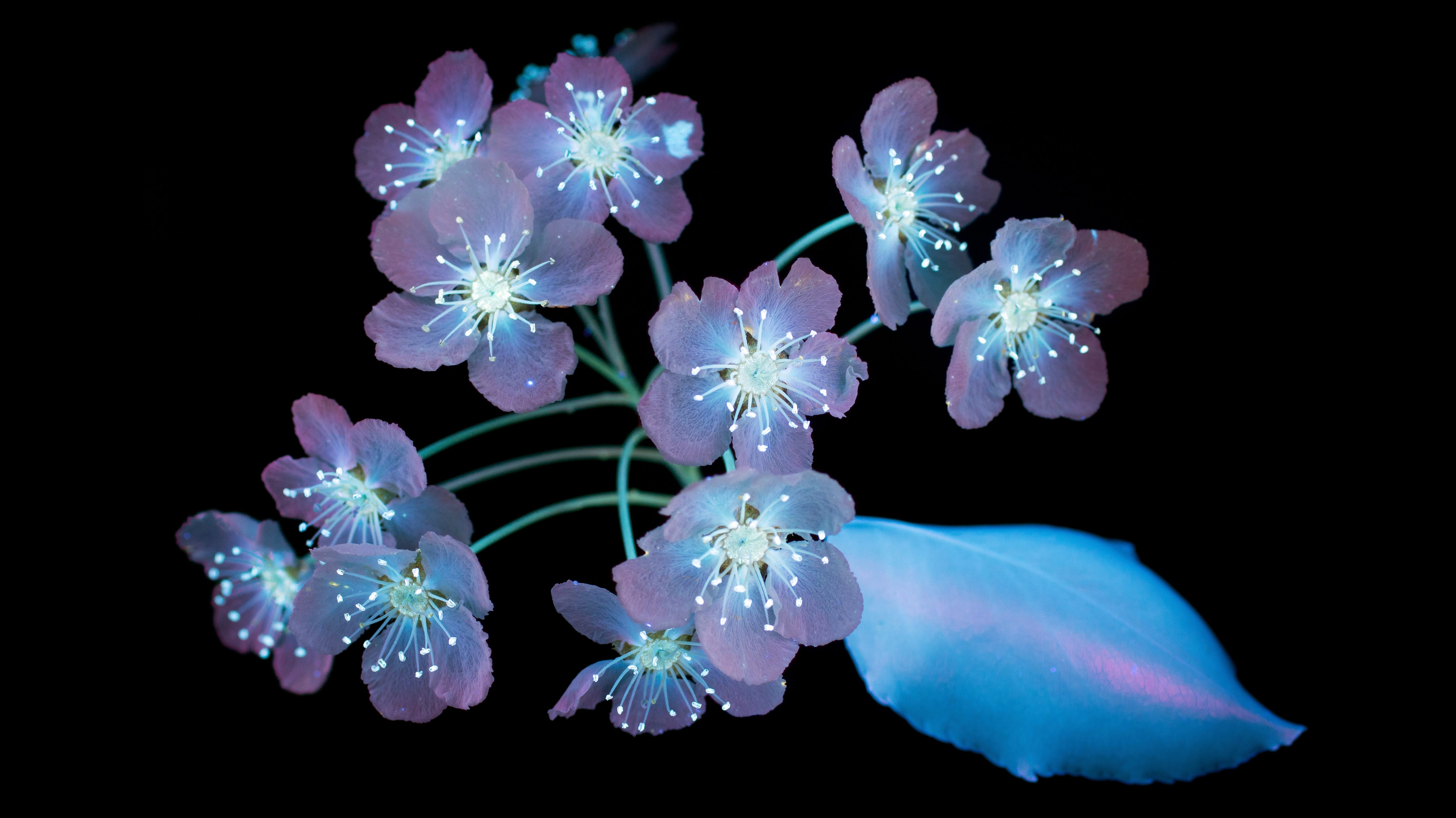 Wallpapers flower blue flowers rendering on the desktop