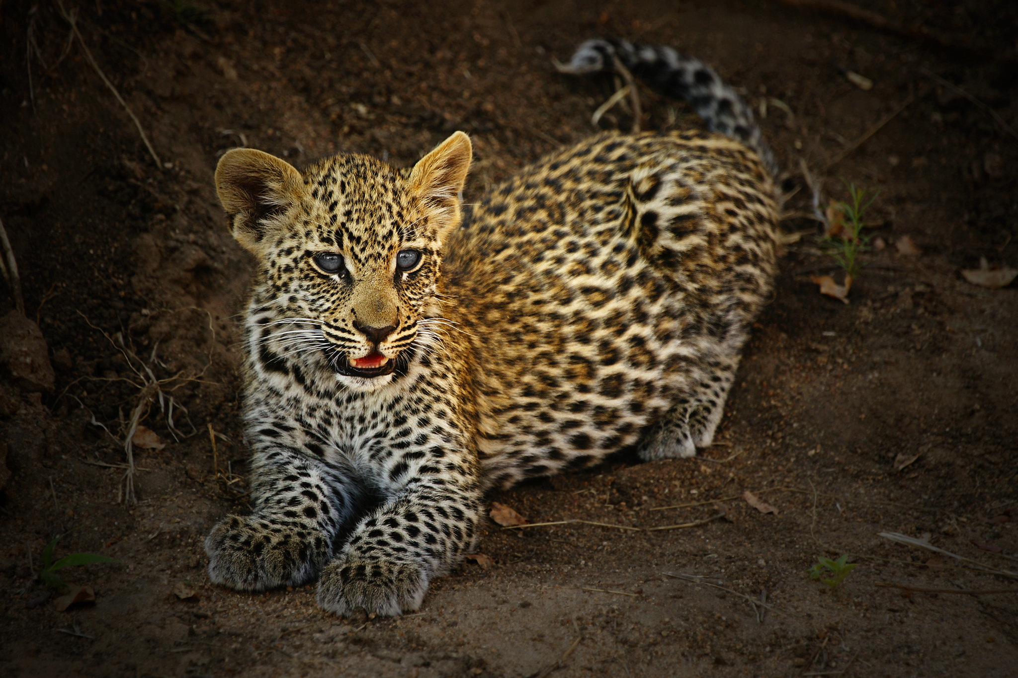 Little kitty leopard