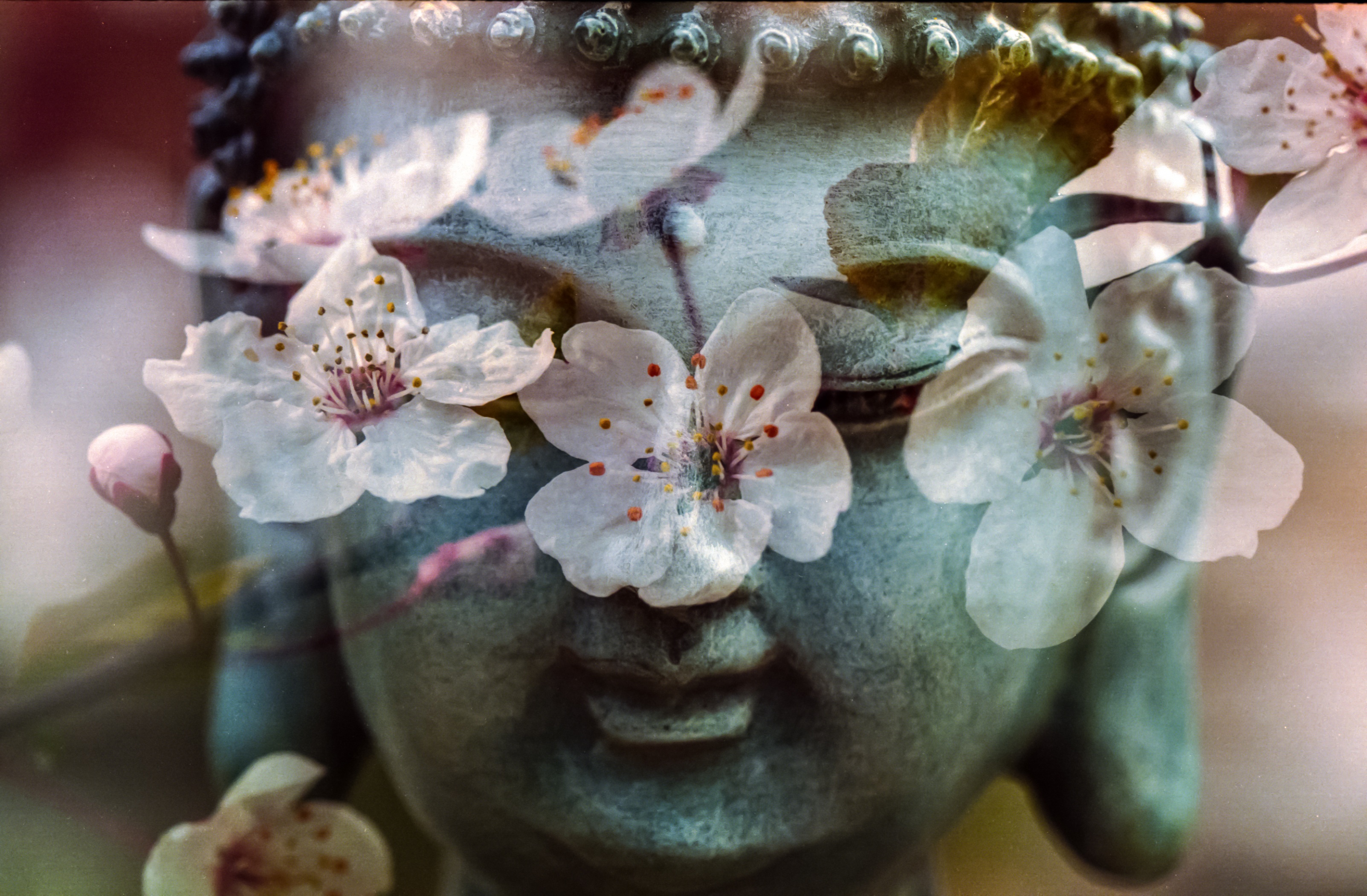 桌面上的壁纸自然 花 栽种