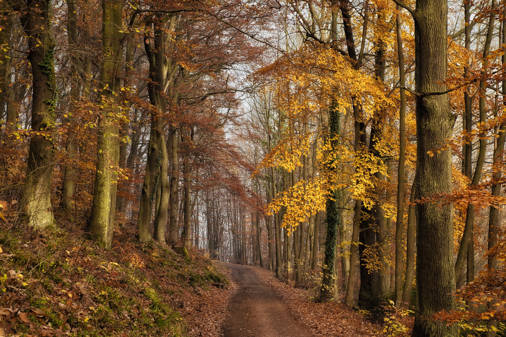 秋天的森林道路上的树木和树叶