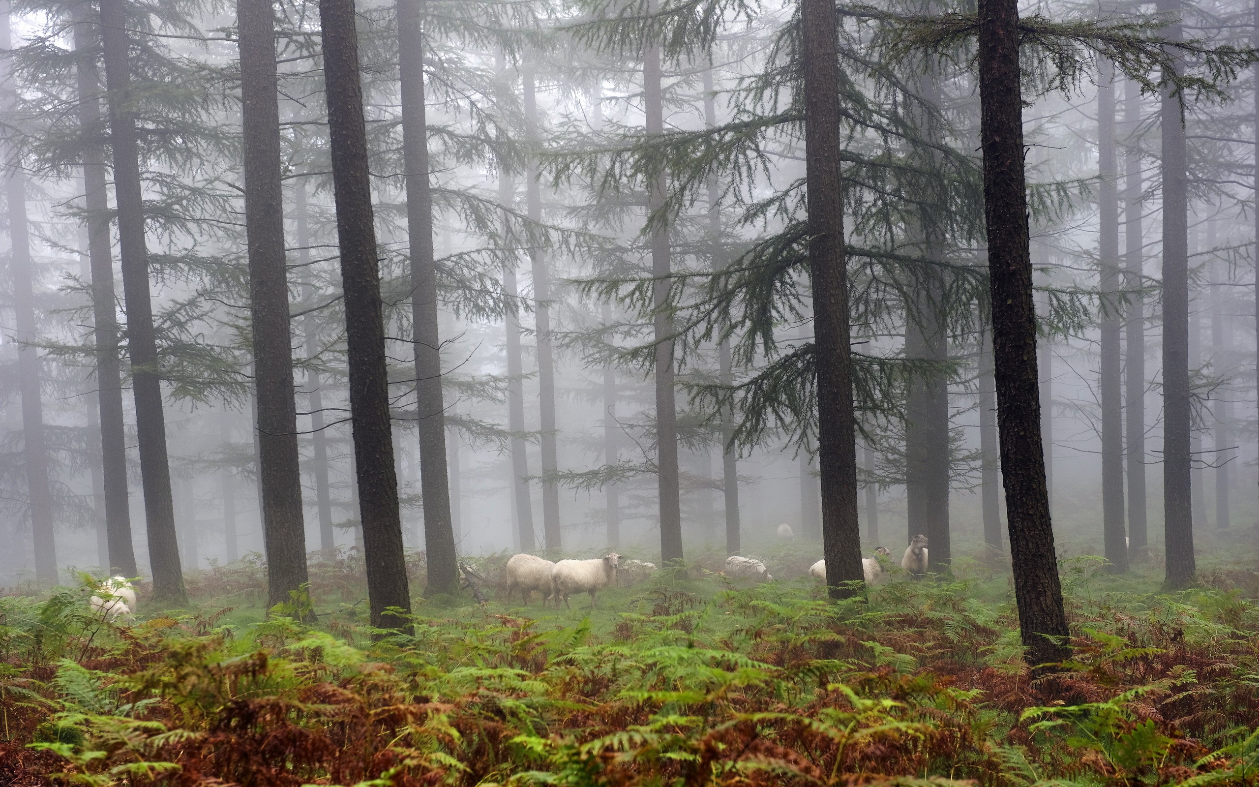 Free photo Sheep grazing in a misty forest.