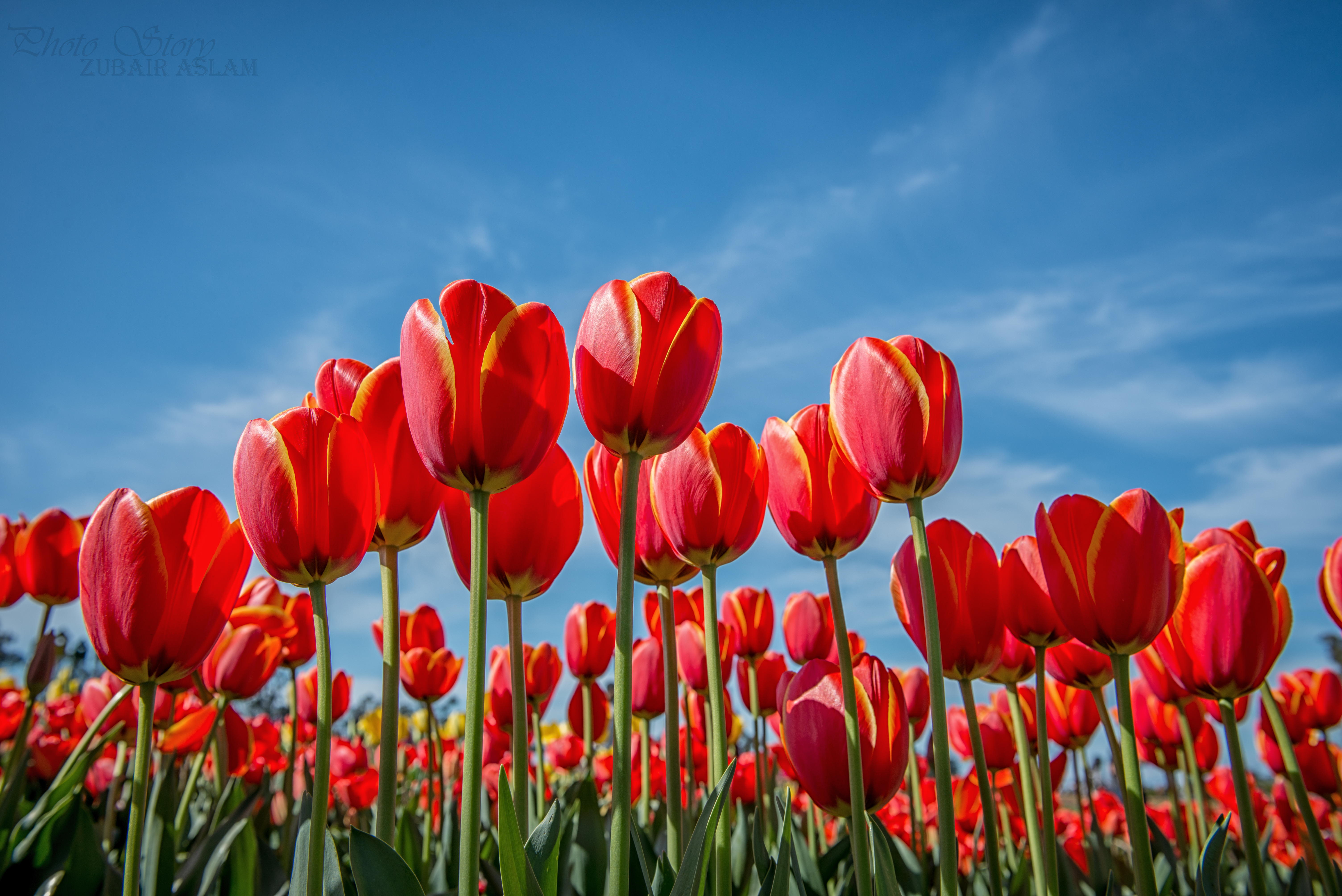 Wallpapers poppy field tulips flowers on the desktop