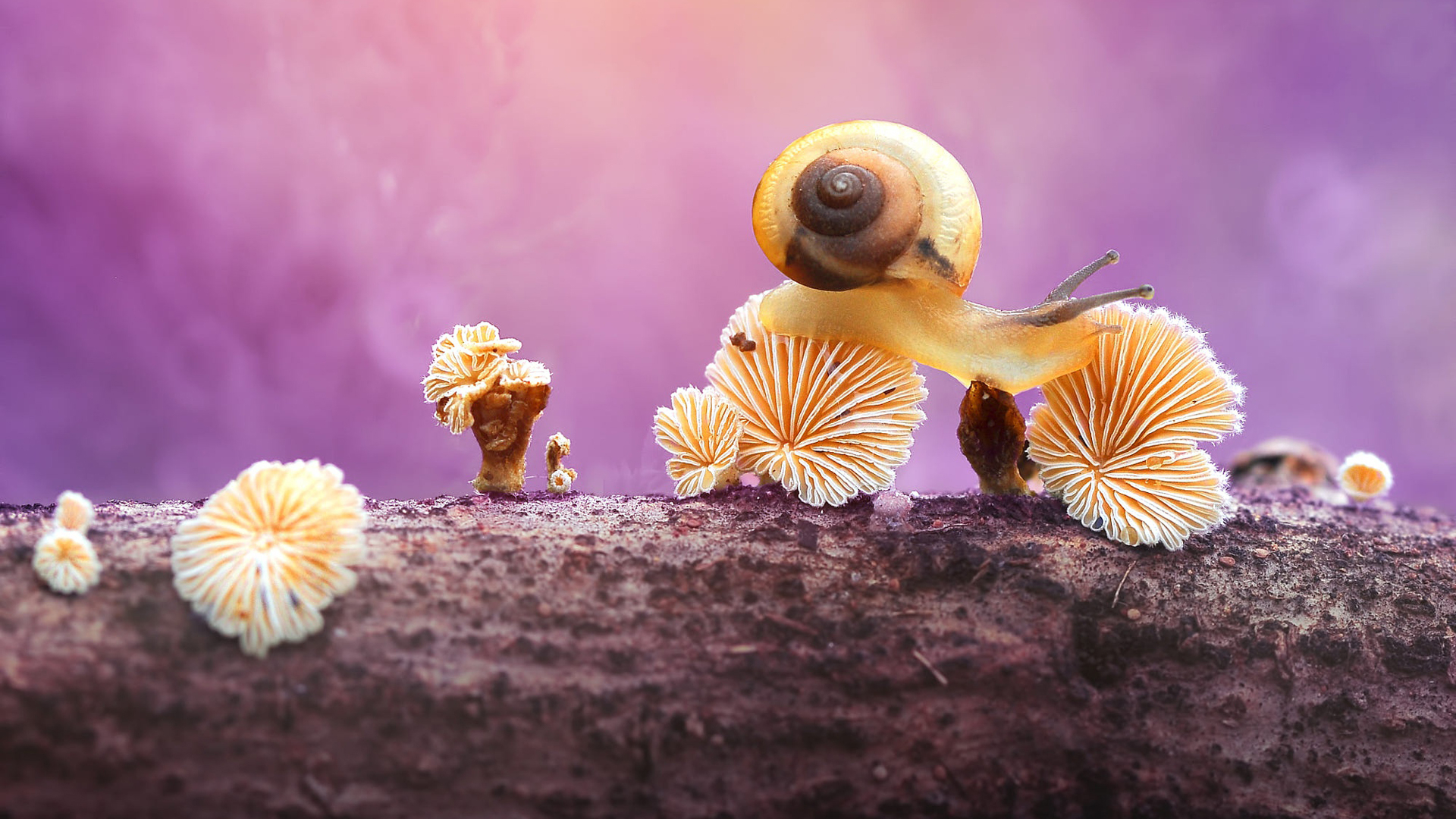 Wallpapers wallpaper snail trunk boke on the desktop