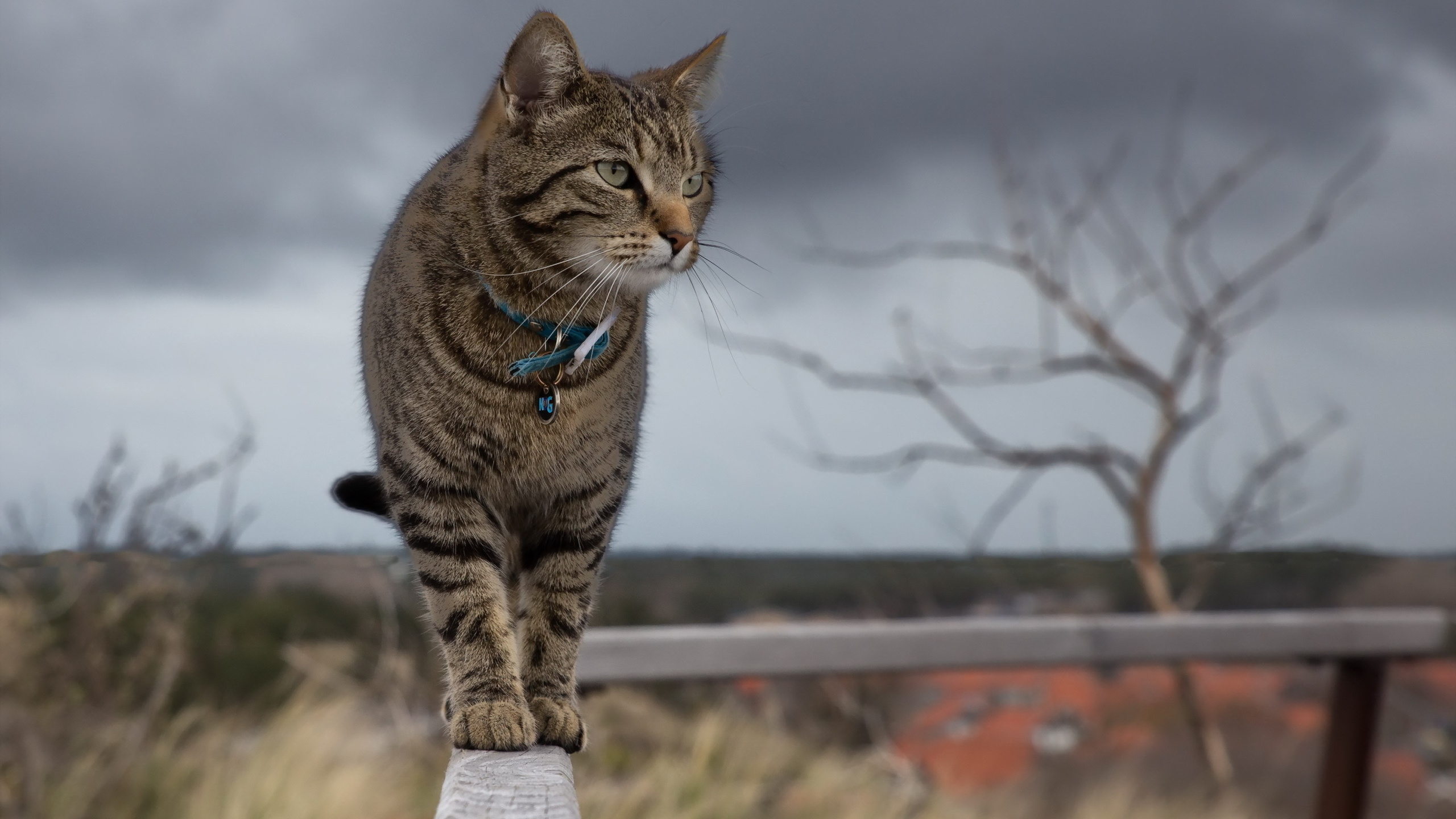 Free photo Tabby cat with a pendant on the neck