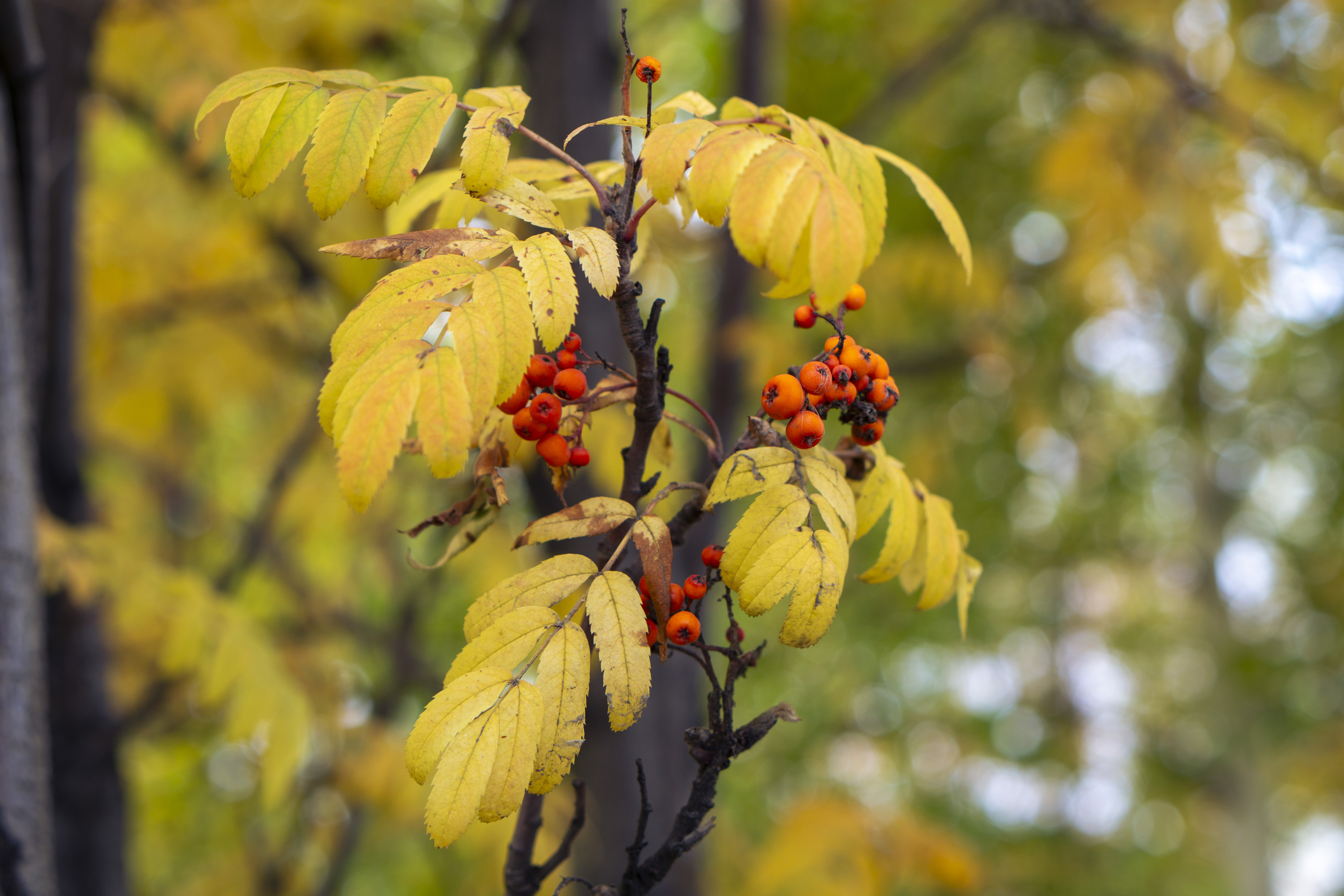 Free photo Rows on tree branches in the fall