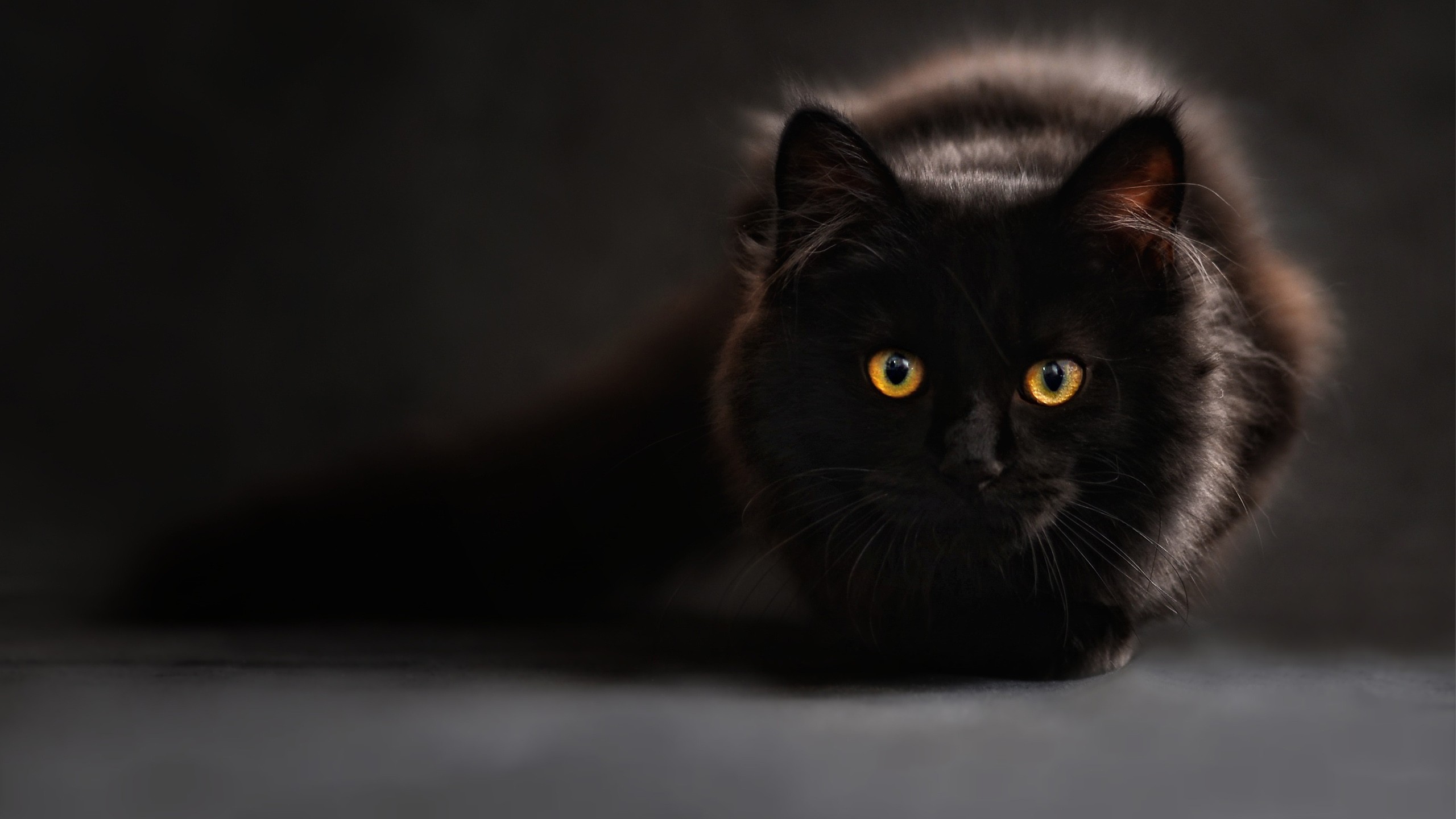 Бесплатное фото Черная пушистая кошка во тьме