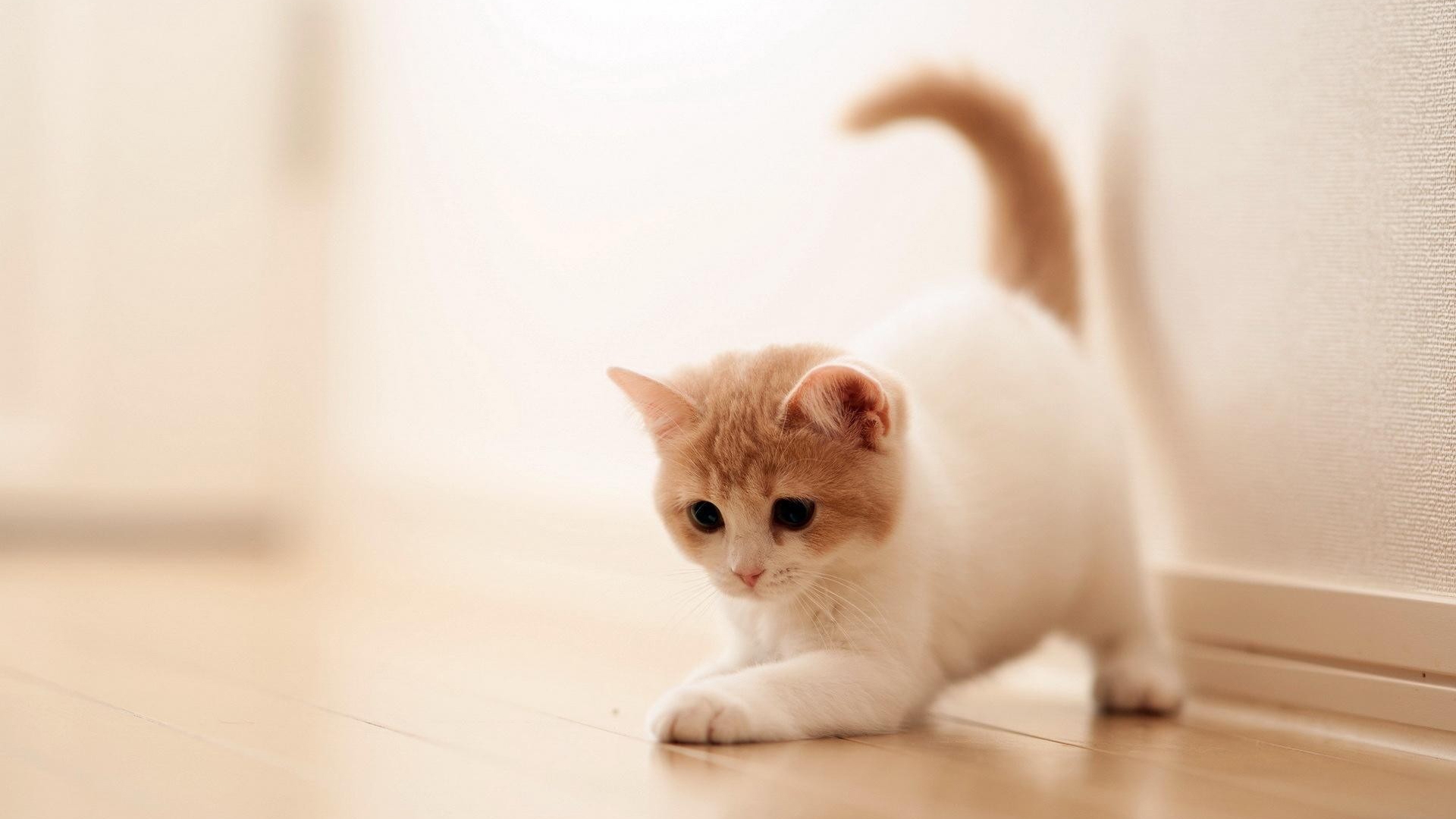 Free photo A little white and red kitten playing on the floor