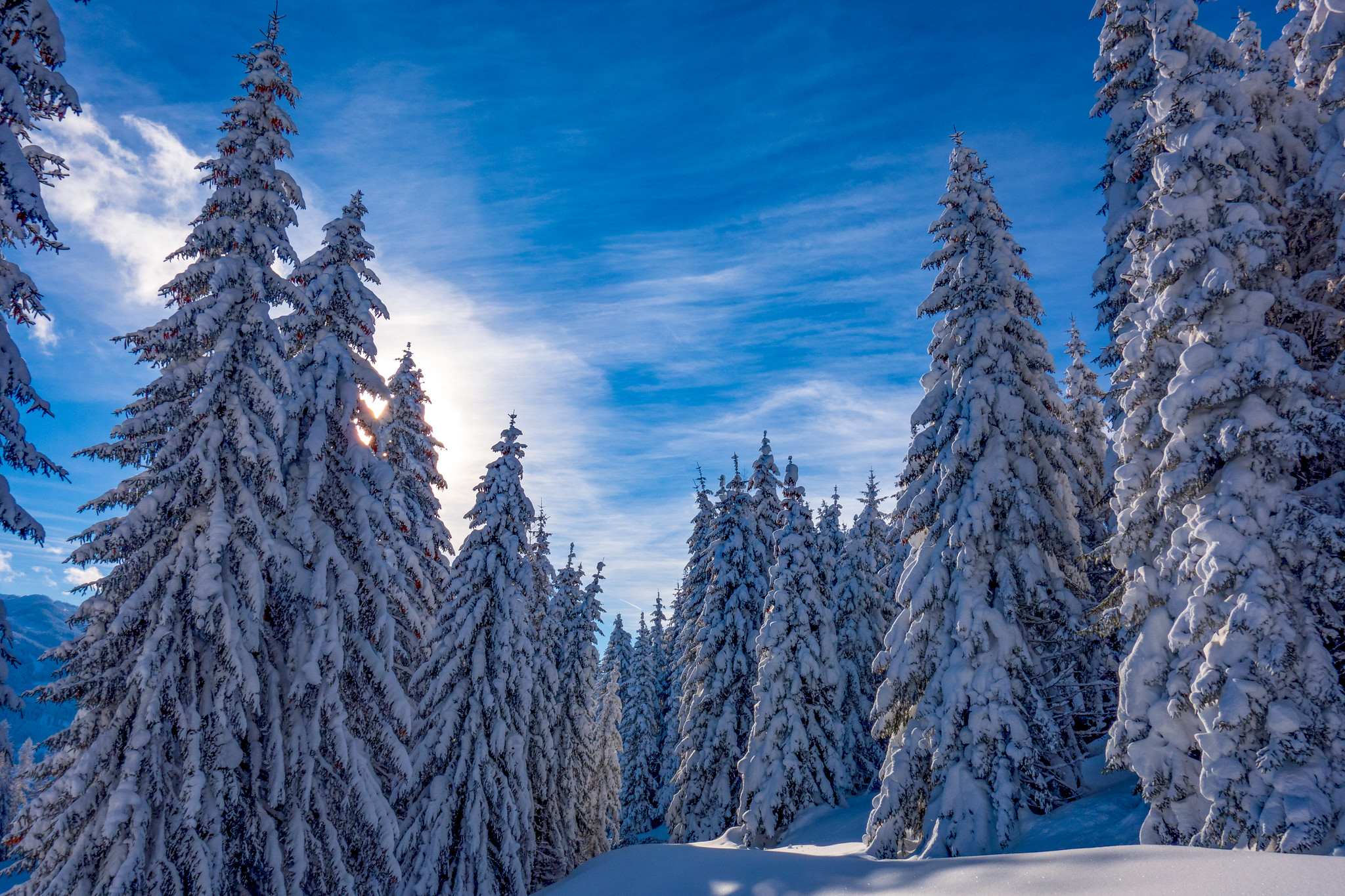 Free photo Winter Salzburg and Christmas trees