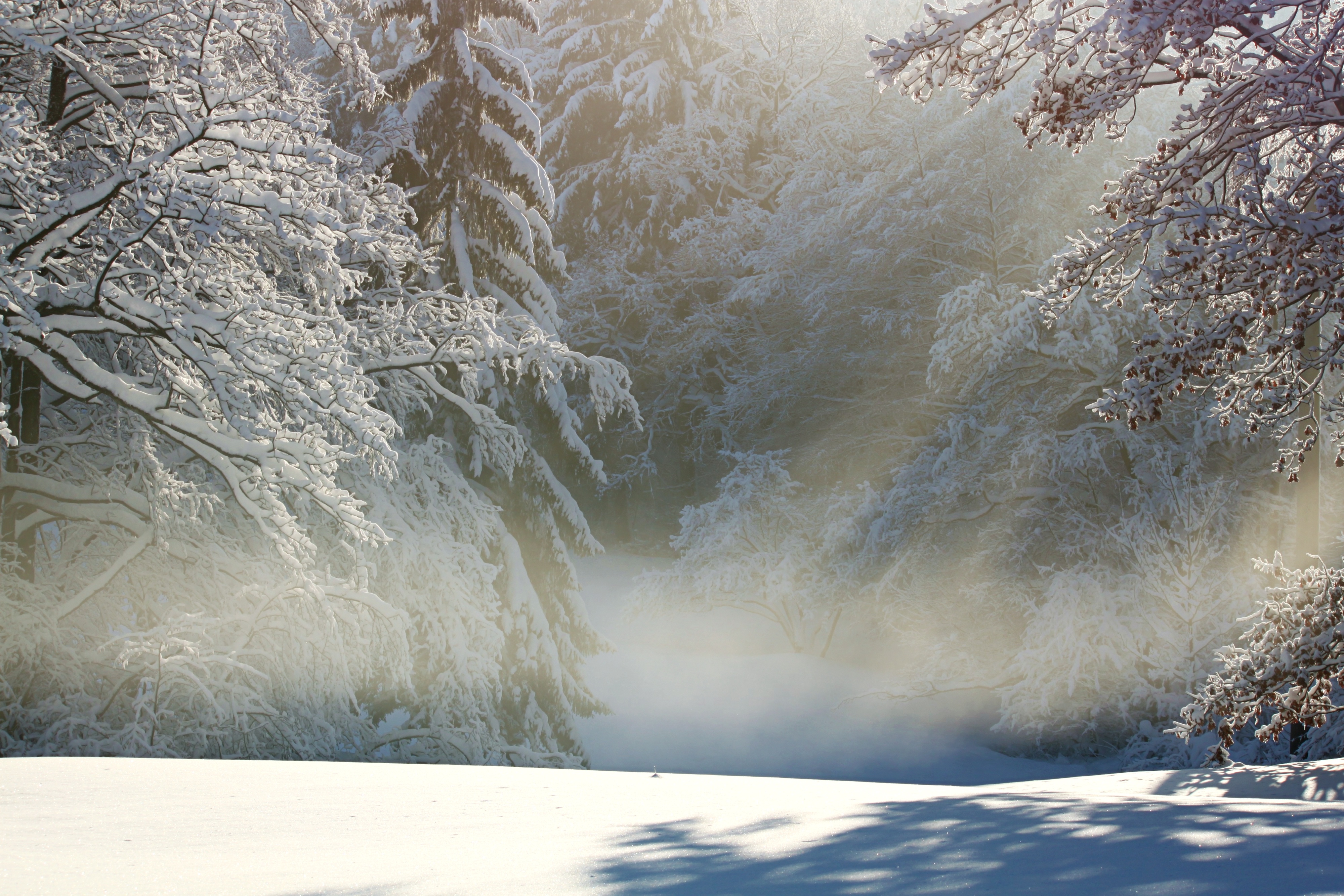 Free photo Winter forest with sunlight