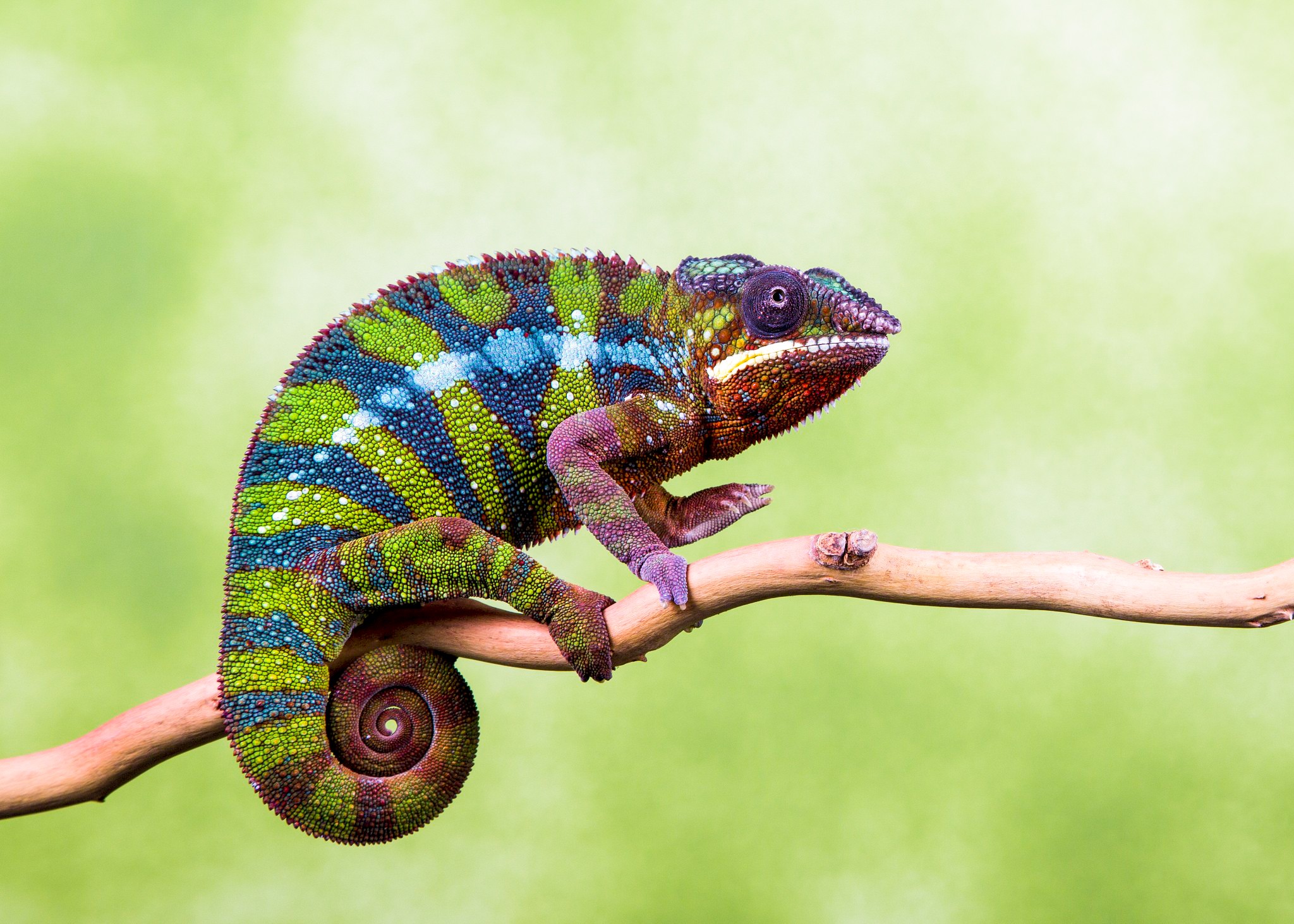 Free photo A chameleon on a branch waiting for prey.