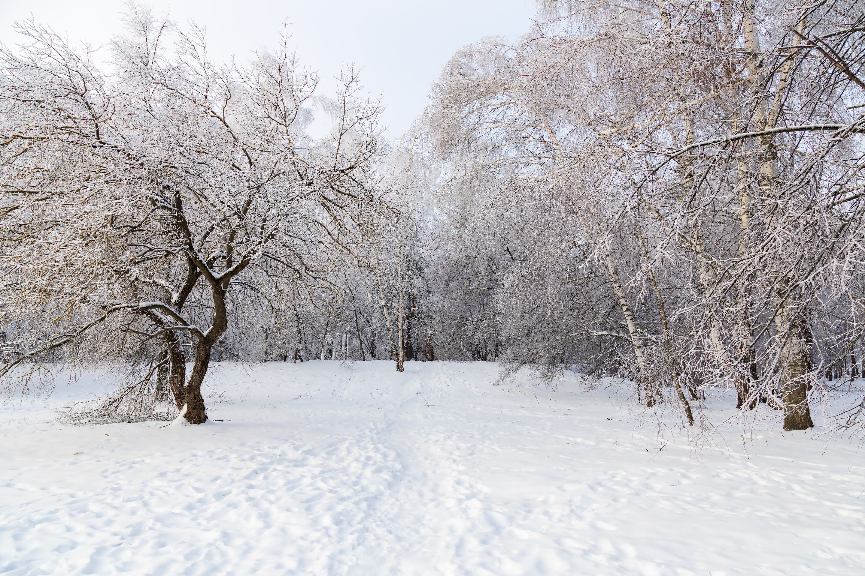 Бесплатное фото Пейзаж с деревьями покрытыми инеем