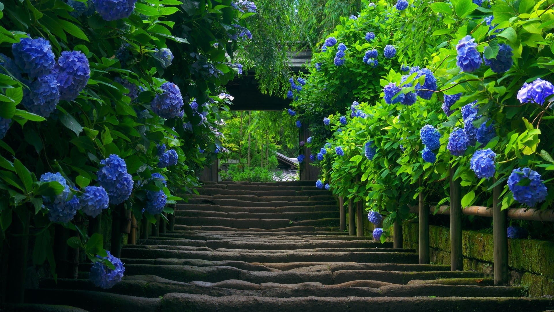 Wallpapers arch garden gate plants on the desktop