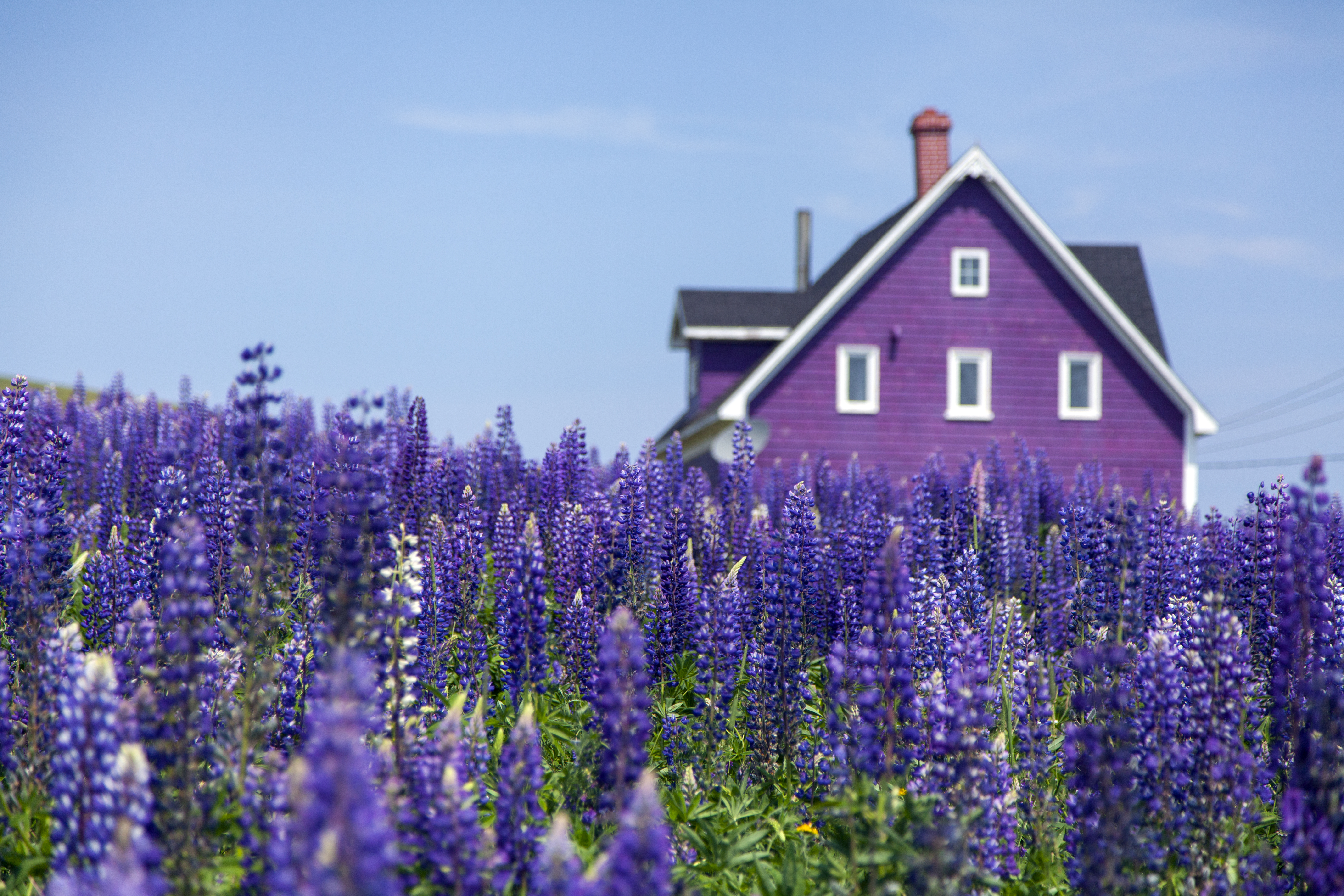 Wallpapers architecture flower lilac on the desktop