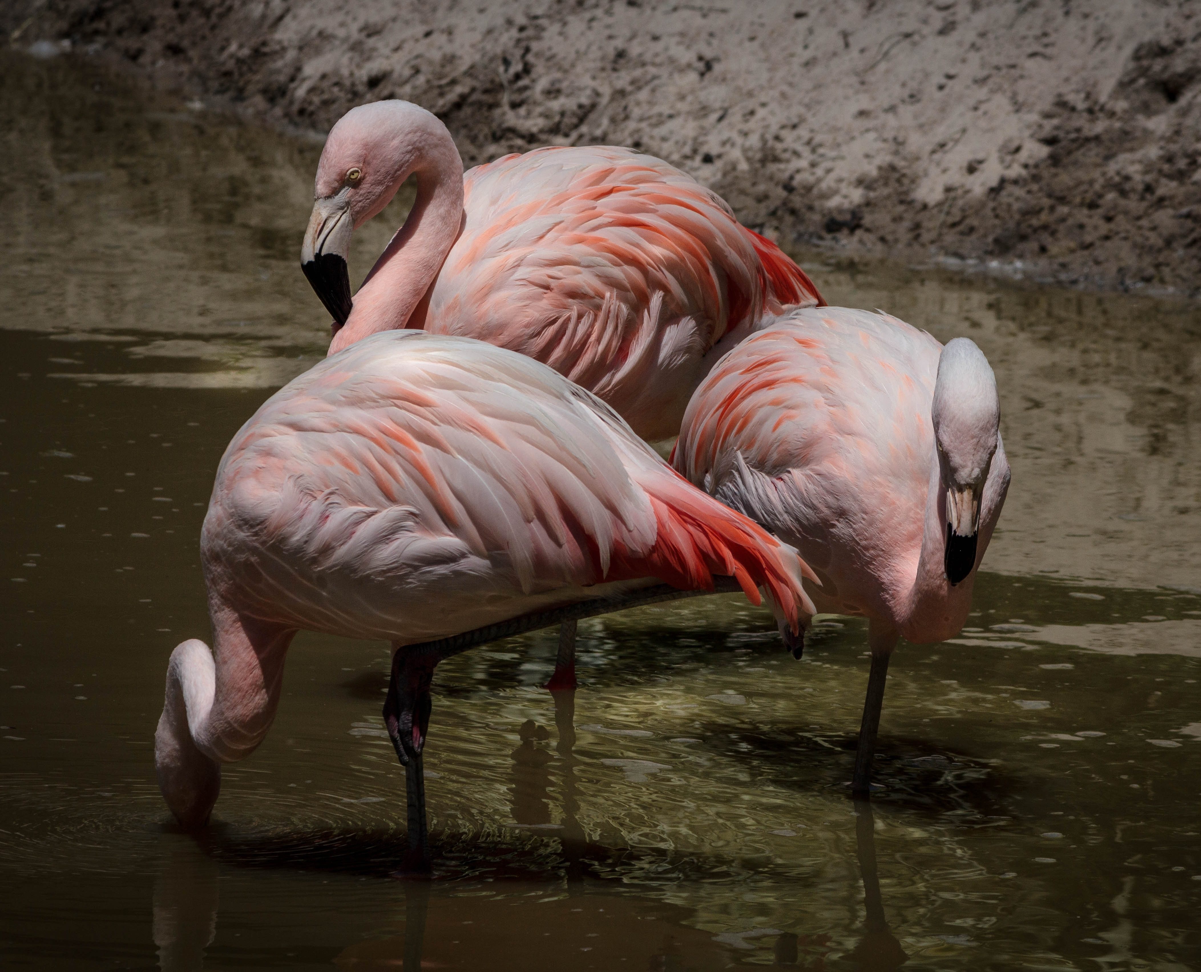 Flamingos at the watering hole