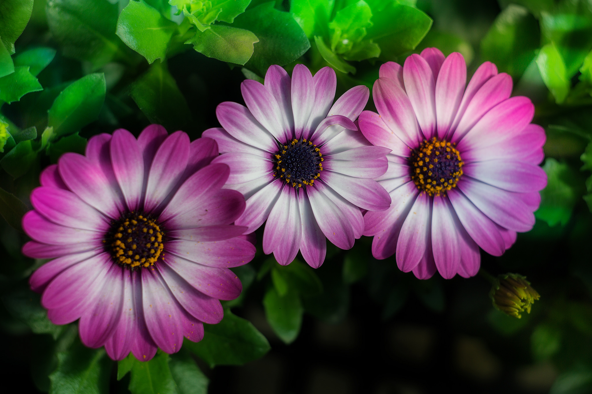 Wallpapers flowers spring daisies flower petals on the desktop