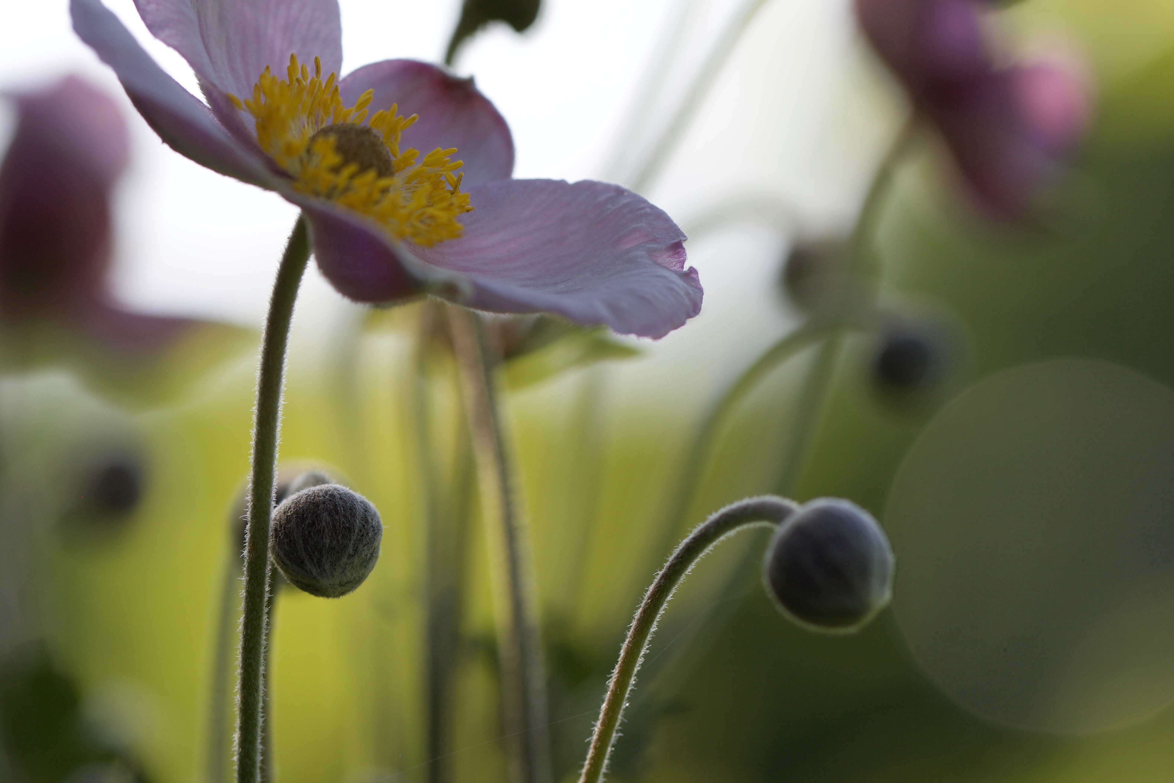 Free photo A beautiful delicate pink flower