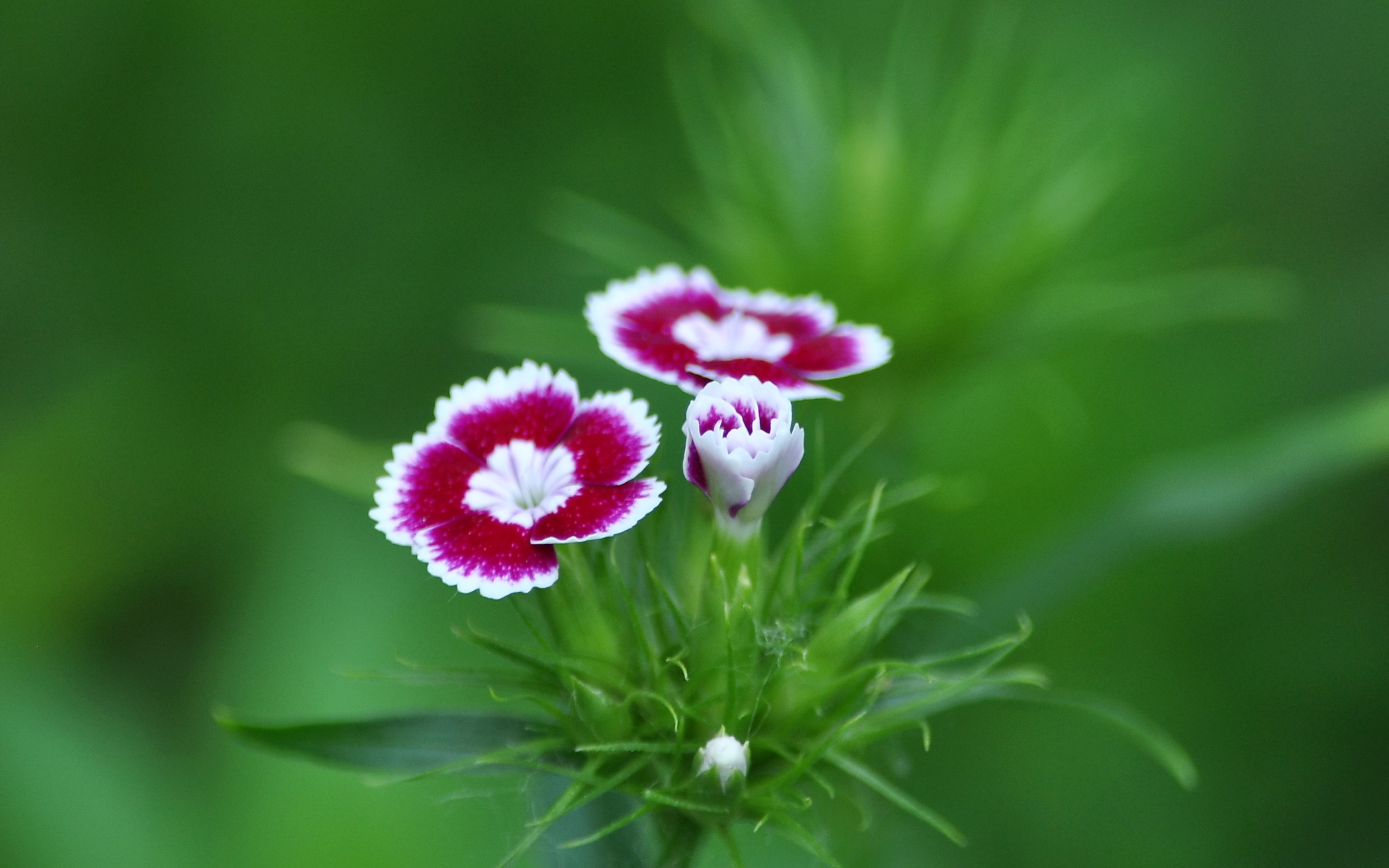 Wallpapers grass flora dianthus on the desktop