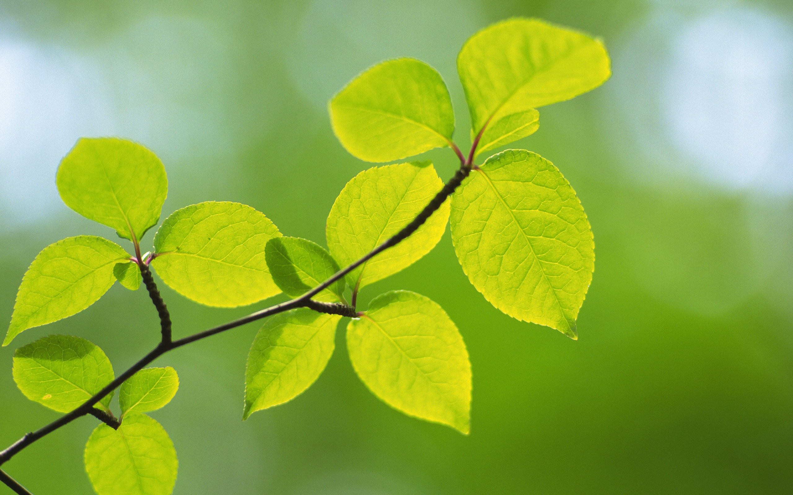 Wallpapers leaves macro blurred on the desktop