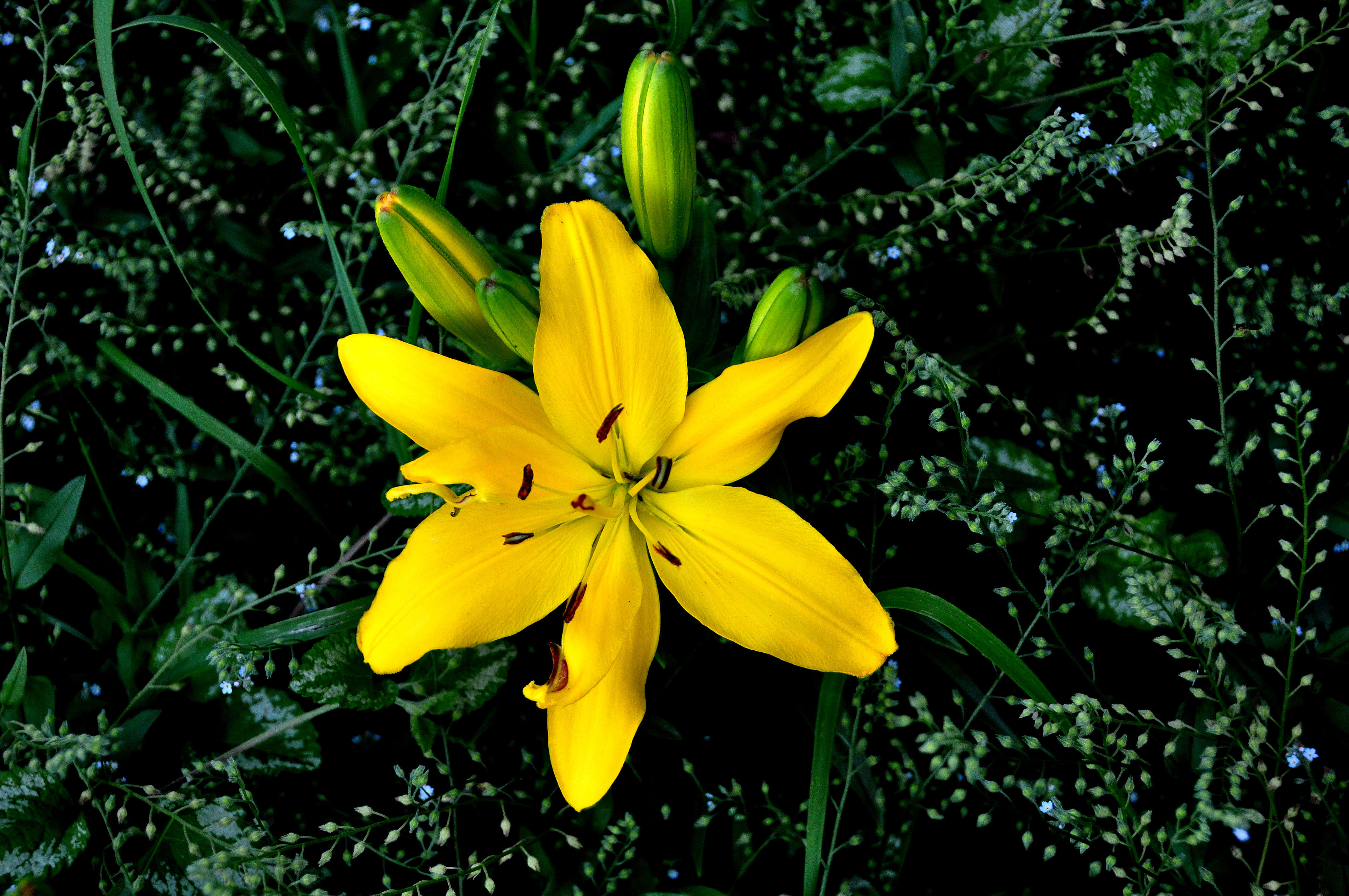 Wallpapers lilies lilyt yellow bud on the desktop